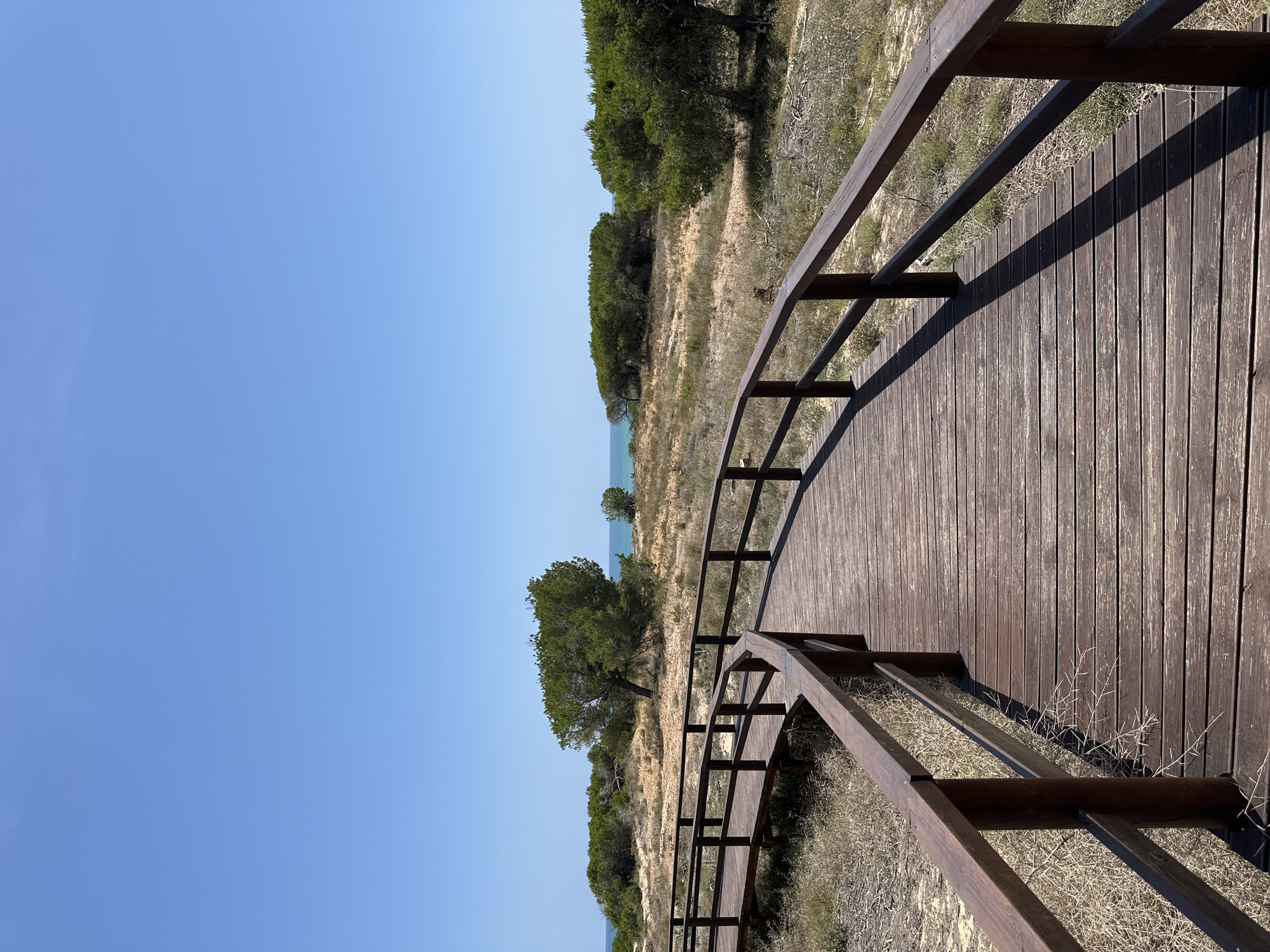 The image displays a weathered, dark brown wooden boardwalk with railings, curving left through a coastal dune environment in Guardamar del Segura, Spain. Strong, defined shadows from the railings are cast onto the boardwalk planks. The immediate ground adjacent to the boardwalk consists of light brown, sandy soil with sparse, dry, yellowish-brown vegetation. Multiple green pine trees with dense canopies are dispersed across the midground and background, growing in the sandy terrain. A narrow strip of calm, turquoise-blue sea is visible on the horizon, beneath a clear, uniform blue sky. No human or animal subjects are present in the scene.