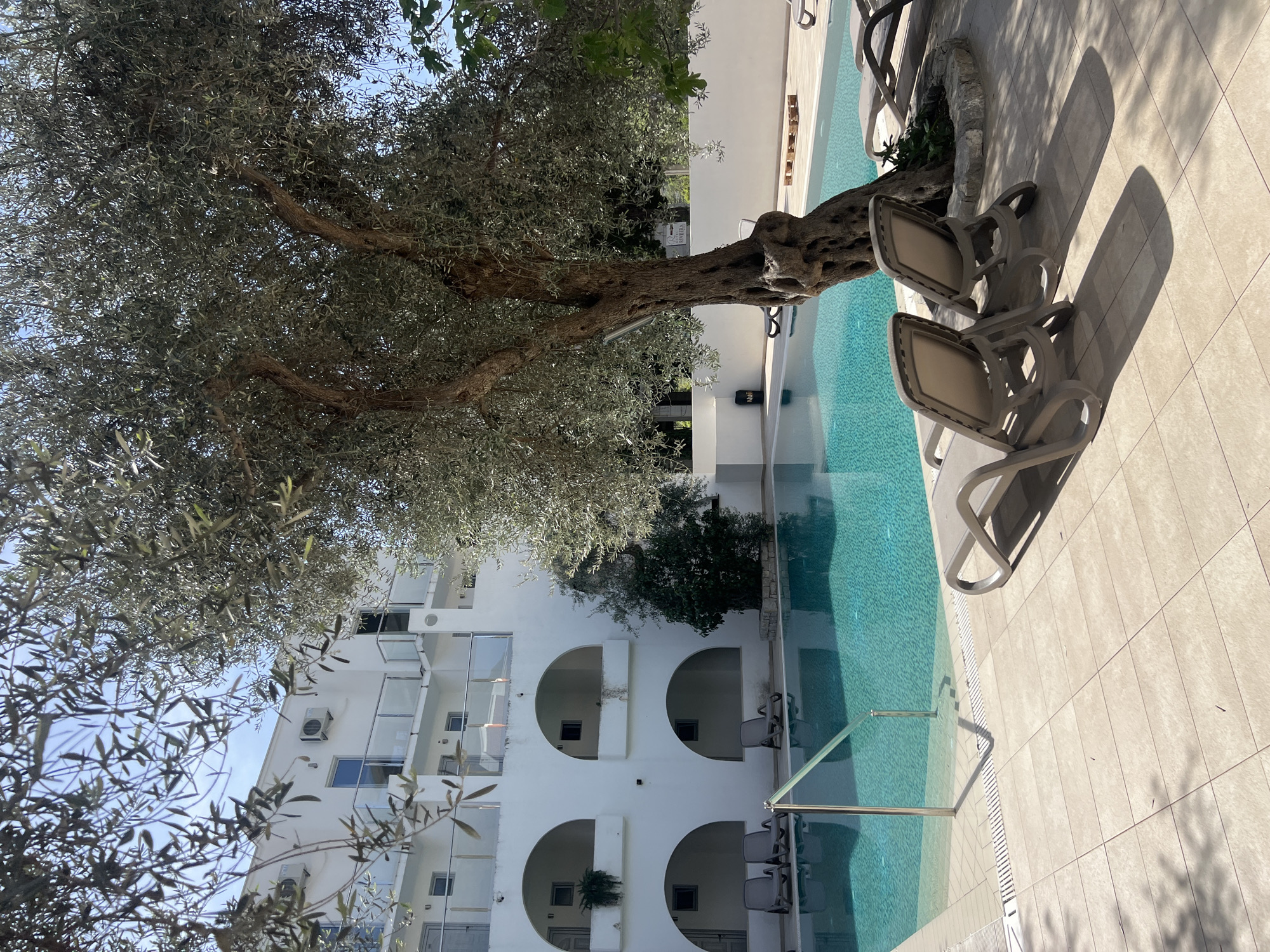The image shows a poolside scene at a hotel in Petrovac na Moru, Montenegro. A large, mature olive tree dominates the upper portion of the frame, its branches and foliage partially obscuring a white building. This building is likely a hotel or apartment complex, featuring rounded archways and balconies. Adjacent to the building is a narrow swimming pool with clear turquoise water. Two lounge chairs sit on a tiled patio next to the pool. The scene is bathed in bright daylight, casting strong shadows from the tree and chairs.