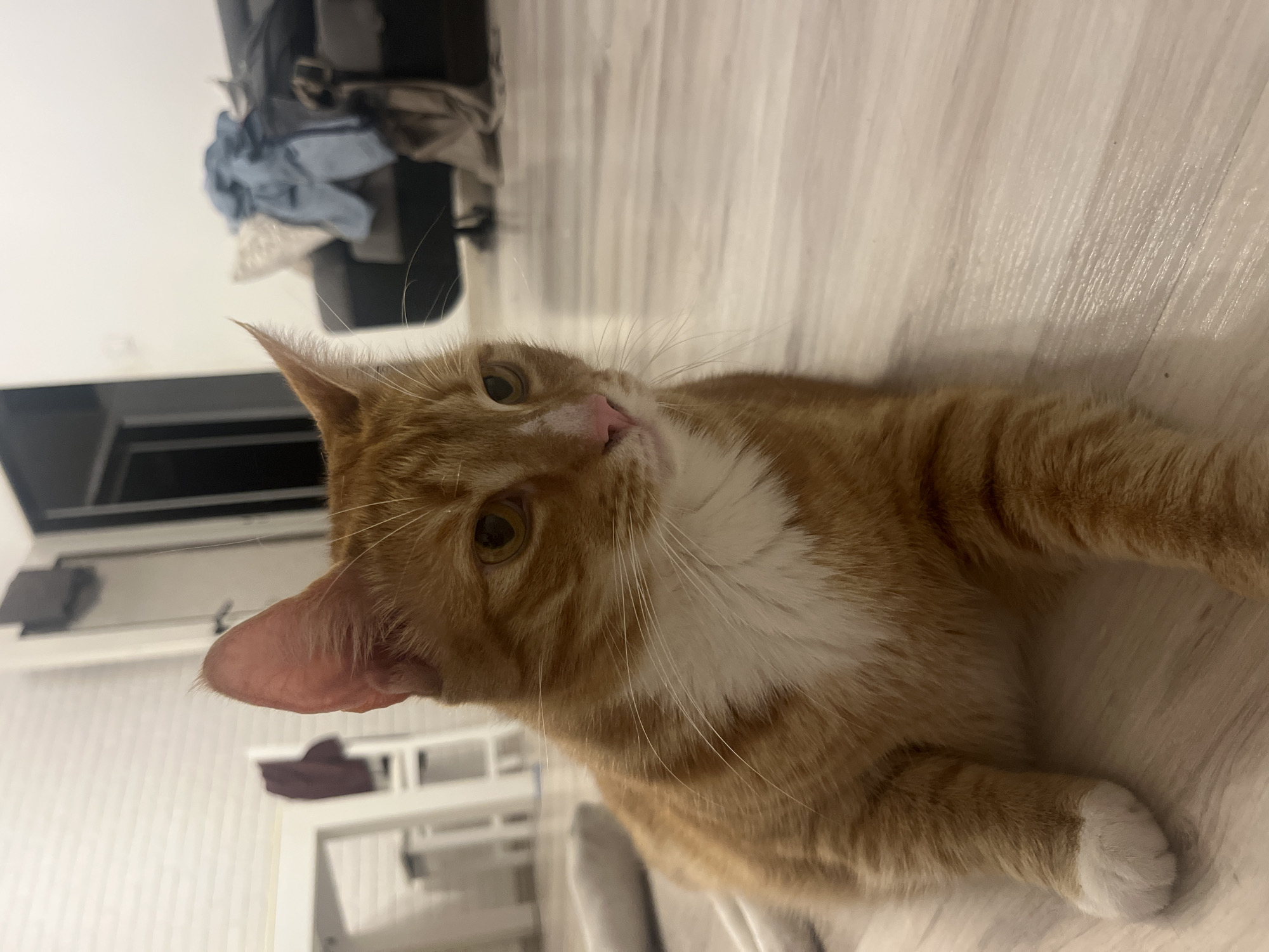 A medium shot, eye-level, outdoor-style photograph captures an orange tabby cat with white markings on its chest and paws, lying on a light-colored wooden floor. The cat is positioned to the left of the frame, facing right, with its head turned slightly towards the camera. Its gaze is directed to the right, with its amber eyes focused on something outside the frame. The background is softly blurred, showing elements of an interior space. On the left, a white chair and part of a white table are visible against a white brick wall. To the right, a dark sofa with clothes draped over it is discernible. The lighting appears to be artificial, creating a warm ambiance. The scene is presumed to be located in Zabrze, Poland, based on the provided prompt.