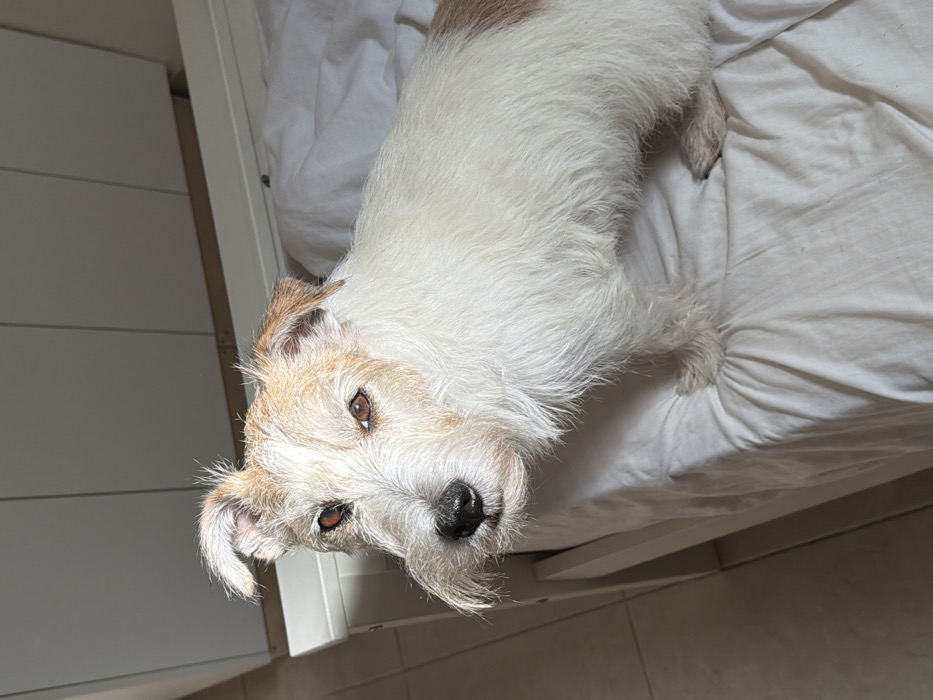 A wire-haired terrier-type dog, primarily white with tan-brown markings on its head and ears, stands on a bed covered with white, rumpled linens. The dog is positioned in the center-right of the frame, angled slightly left, with its head turned to face the viewer directly. It has dark brown eyes, a black nose, and prominent white wiry fur forming a beard and mustache. To the immediate left, a white bed frame is partially visible, extending from the bottom left corner upwards. In the background, white built-in cabinetry or a wardrobe is seen, consisting of multiple panels. A light-colored, possibly tiled, floor is visible in the lower left background. The scene is indoors, illuminated by natural light entering from the left, casting a subtle shadow on the floor. There are no people visible. The exact city location in Tel-Aviv, Israel, cannot be determined from the visual information provided in the image.