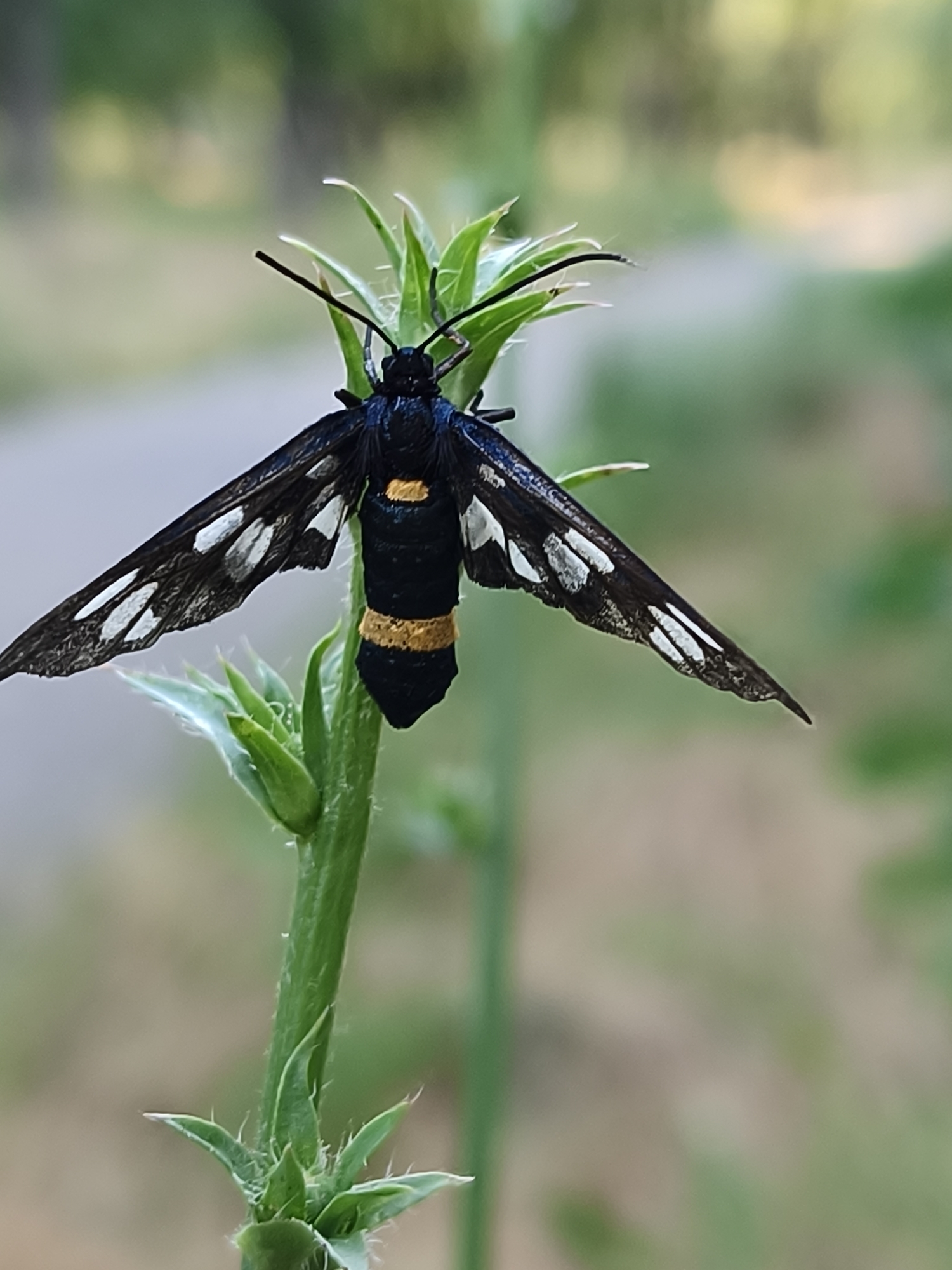 A black and yellow banded moth rests on a green plant stalk. The moth's wings are black with white spots and have a delicate, almost translucent appearance. Its body is segmented and features two bright yellow bands. The plant stalk is thin and green, with small, spiky leaves at its base. The background is a soft blur of green and brown, suggesting an outdoor, natural setting. This image was taken in Kryvyi Rih, Ukraine.