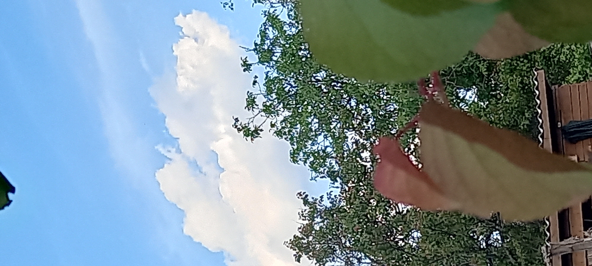 The image displays an upward-angled view of a daytime sky and foliage in Kryvyi Rih, Ukraine. The upper half of the frame is dominated by a clear blue sky interspersed with white, dense cumulus clouds. Below the clouds, the canopies of several deciduous trees with green leaves are visible, extending across the mid-ground. In the immediate foreground, large, out-of-focus leaves obscure the lower portion of the view; one broad, pale green leaf occupies the lower right, while a curled leaf exhibiting reddish-brown and tan coloration is present in the lower-left to central foreground. Partially visible through the foliage at the very bottom of the frame is a man-made structure, appearing to be a wooden outbuilding or fence topped with a dark, corrugated roof. Brown wooden planks form the siding, and rough-hewn wooden posts are visible on the far left. A dark, cylindrical object leans against the wooden structure on the right. No human figures or discernible actions are present.