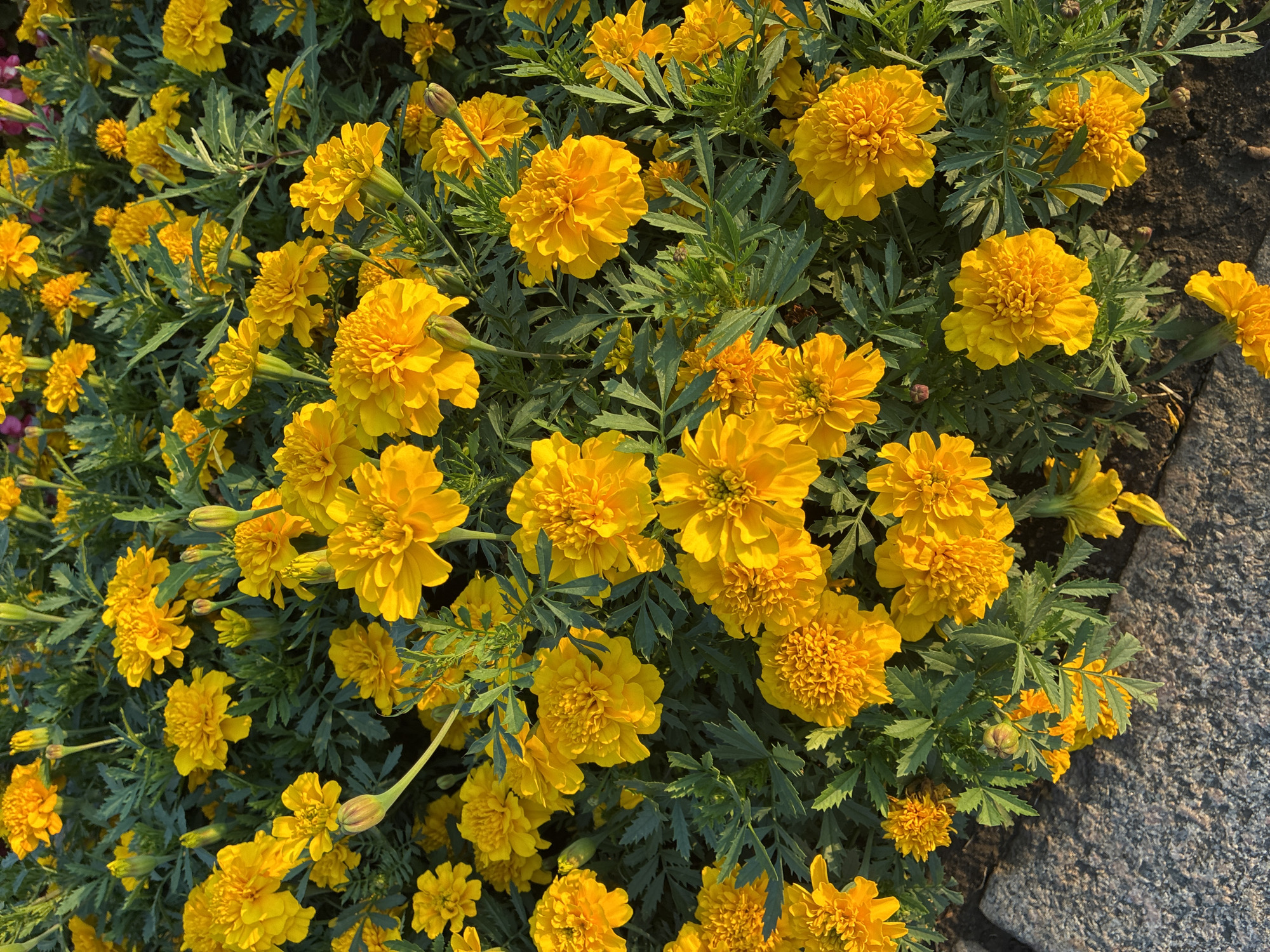 The image shows a close-up view of a dense bed of bright yellow marigold flowers in full bloom. The flowers are a vibrant yellow with some showing hints of orange. Their petals are ruffled and layered, creating a fluffy appearance. Dark green, feathery foliage fills the spaces between the flowers. In the lower left corner of the image, a portion of a grey, textured surface, possibly paving stones or a curb, is visible. The lighting suggests it is daytime, with sunlight casting shadows and highlighting the textures of the petals and leaves. There are no people or animals visible in the image. The overall scene is one of natural beauty and abundance. The location is specified as Irkutsk, Russia.