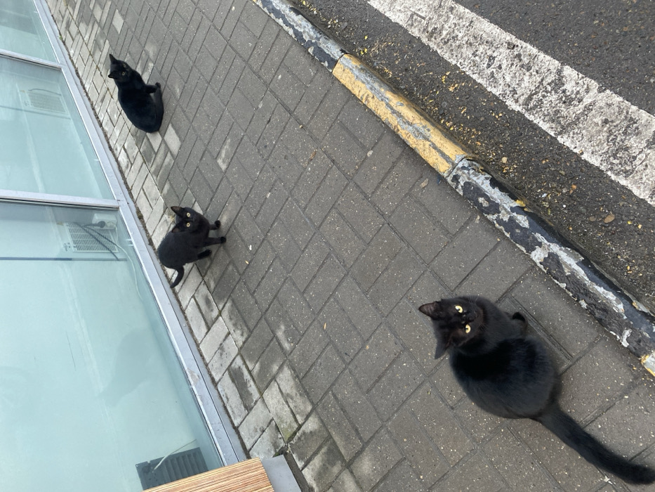 Three black cats on a gray brick sidewalk. One cat is near a building with large windows, looking up. A second cat is closer to the center, also looking up. The third cat is near a curb with yellow and white markings and looks directly at the camera. The scene is bright, but the shadows suggest it is overcast. The sidewalk is made of uniformly sized rectangular bricks.