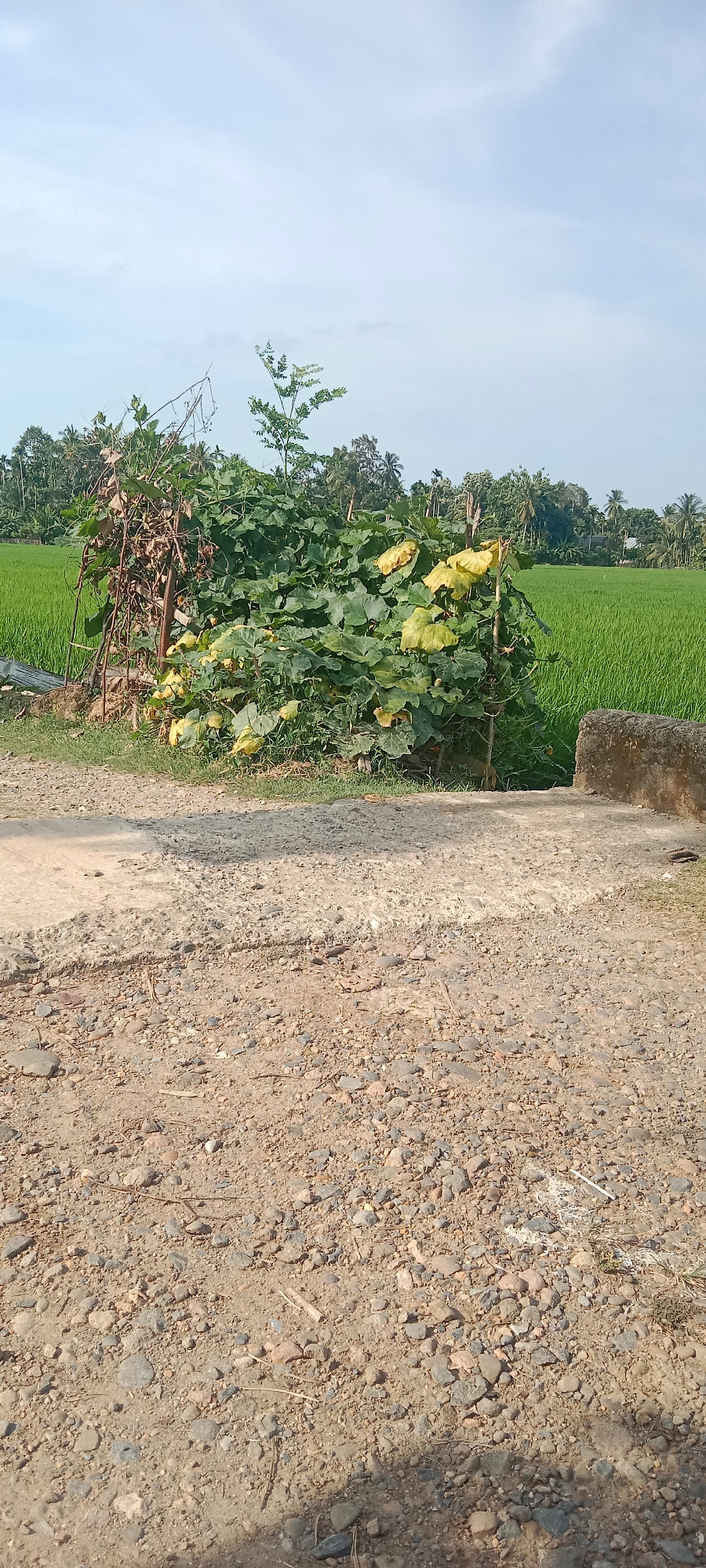 A bright, overexposed image shows a rural scene in Ubitpayaitek, Indonesia. In the foreground, a gravel and dirt path leads away from the viewer. A concrete structure, possibly part of a bridge or drainage, is visible on the right side of the path. Behind the path, a lush green rice paddy stretches into the distance, bordered by a line of trees. In the middle ground, a dense cluster of pumpkin vines with large, broad leaves and some yellowing foliage is supported by a rustic wooden frame. The sky above is bright and mostly clear, with a few wispy clouds.
