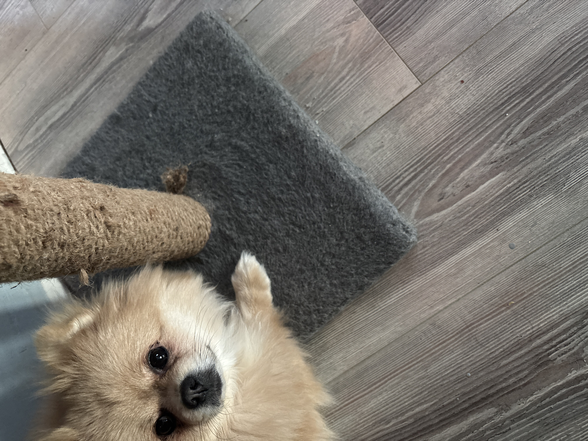 A tan Pomeranian dog lies on a gray carpet. A sisal rope pole is present on the left of the image. The background is a wood-patterned floor. The location is not discernible from this image.
