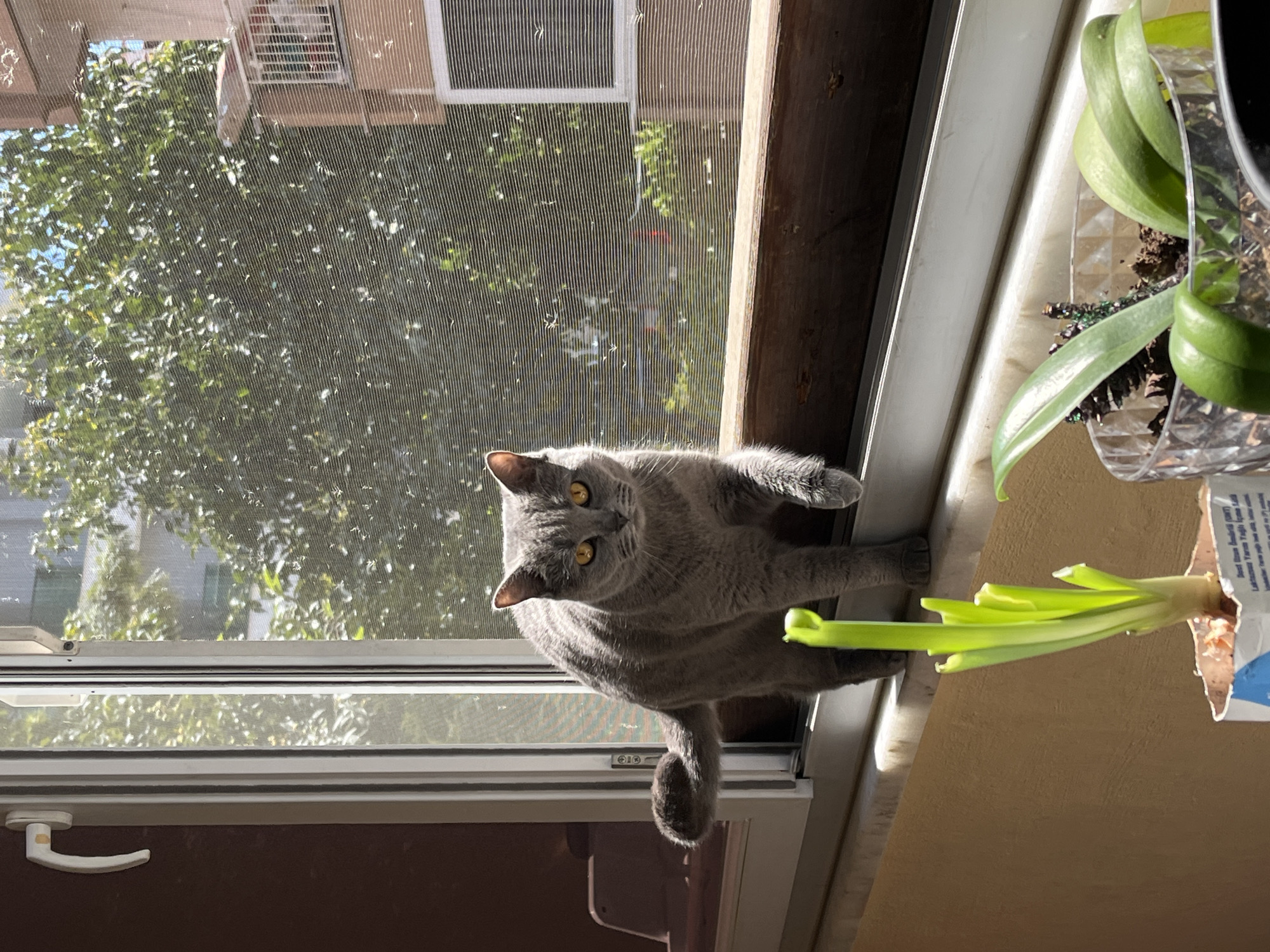 A gray cat with bright yellow eyes is the central subject of this brightly lit indoor scene, perched on a windowsill. The cat, possibly a British Shorthair, looks directly at the viewer with an alert and curious expression. Its short, dense fur is illuminated by strong sunlight streaming through the window, highlighting its features and casting soft shadows. One of its front paws rests near a growing bunch of green onions, while its body extends backward onto the sill, with its tail curled behind it.
The setting is a room with a large window, providing a view of the outdoors. The window features a white frame and a visible mesh screen, through which lush green trees and light-colored buildings can be seen under a clear, sunny sky. The strong sunlight suggests it is daytime, likely late morning or afternoon.
On the windowsill to the right of the cat, an orchid plant with broad green leaves is visible in a clear, faceted plastic pot. Further to the right, a bunch of vibrant green onions or scallions are growing upright from what appears to be a repurposed cardboard box. Fragments of text are visible on this box, including "Beef Bone Broth (Pure)", "Ingredients", "Lactoferrin", and "Yarrow". The windowsill itself appears to be a light-colored, possibly marble or painted surface. A dark wooden beam or frame is visible above the window on the right. A white window handle is seen on the lower left of the window frame. The overall atmosphere is peaceful and domestic, with the cat enjoying the sunny spot by the window.