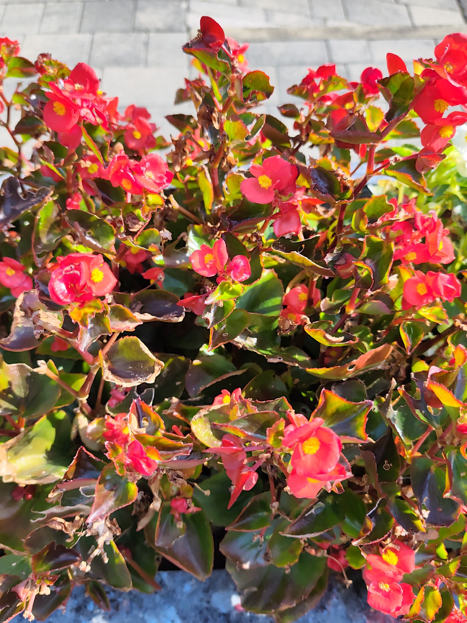 A close-up, eye-level shot captures a cluster of vibrant red begonia flowers in bloom. The flowers are small and delicate, with bright yellow centers. They are surrounded by glossy, dark green leaves, some of which show signs of browning or wilting at the edges. The background is blurred, but appears to be a paved surface, possibly a walkway or patio, with some gray and white rectangular stones visible. The lighting suggests it is daytime, with sunlight illuminating the flowers and leaves, creating strong highlights and shadows. The overall impression is of a healthy, well-maintained plant in an outdoor urban setting. It is not possible to definitively ascertain the specific location within Sochi, Russia, without further contextual information.