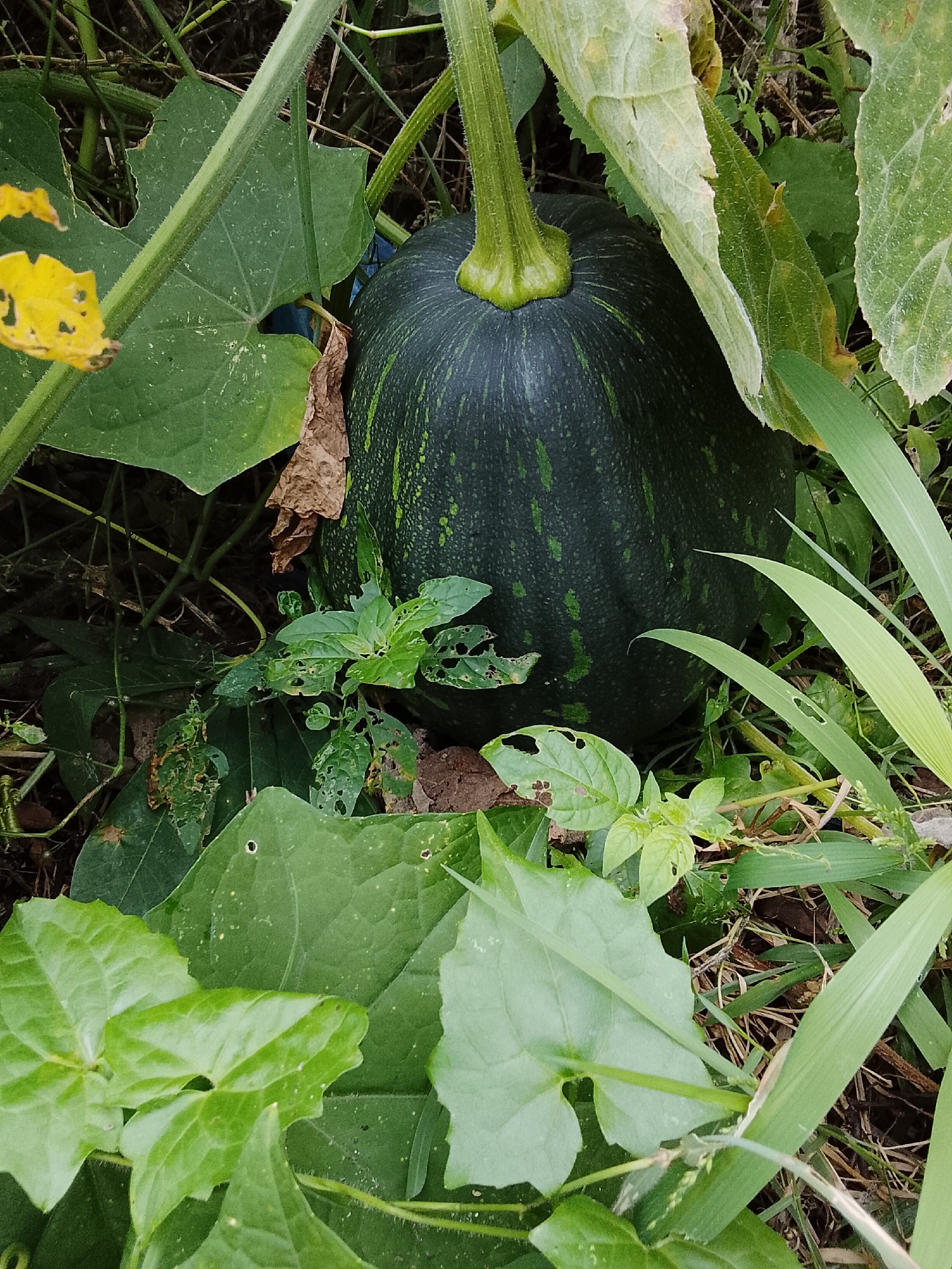 A dark green, oblong squash, speckled with lighter green markings, rests on the ground amidst dense foliage. The squash is partially obscured by large, green leaves, some of which are tattered and have holes. A thick, ribbed stem connects to the top of the squash. The surrounding environment appears to be a garden or overgrown natural area, with visible dry leaves and thin, grassy plants interspersed with larger, heart-shaped leaves. The lighting suggests it is daytime, with natural light filtering through the leaves. There are no people or animals visible in the image.