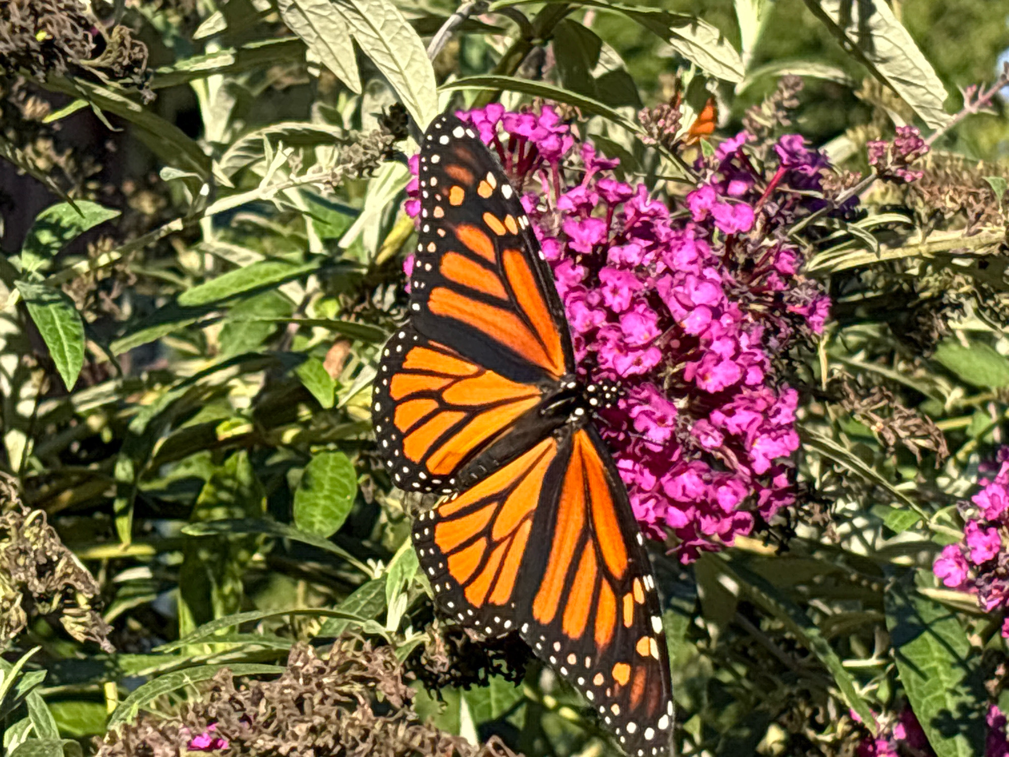 The image shows a monarch butterfly with orange and black wings resting on a cluster of small, bright pink flowers. The butterfly is positioned in the center-right of the frame, with its wings partially open, revealing the intricate patterns. The flowers appear to be part of a larger bush with green and brown foliage surrounding them. The scene is bathed in natural sunlight, creating shadows and highlights on the leaves and petals. The background is a mix of green leaves and some dried plant material, suggesting an outdoor garden setting. The photograph is a close-up, focusing on the butterfly and the flowers. There are no people visible in the image. The location is specified as the city of Glastonbury, United States of America.