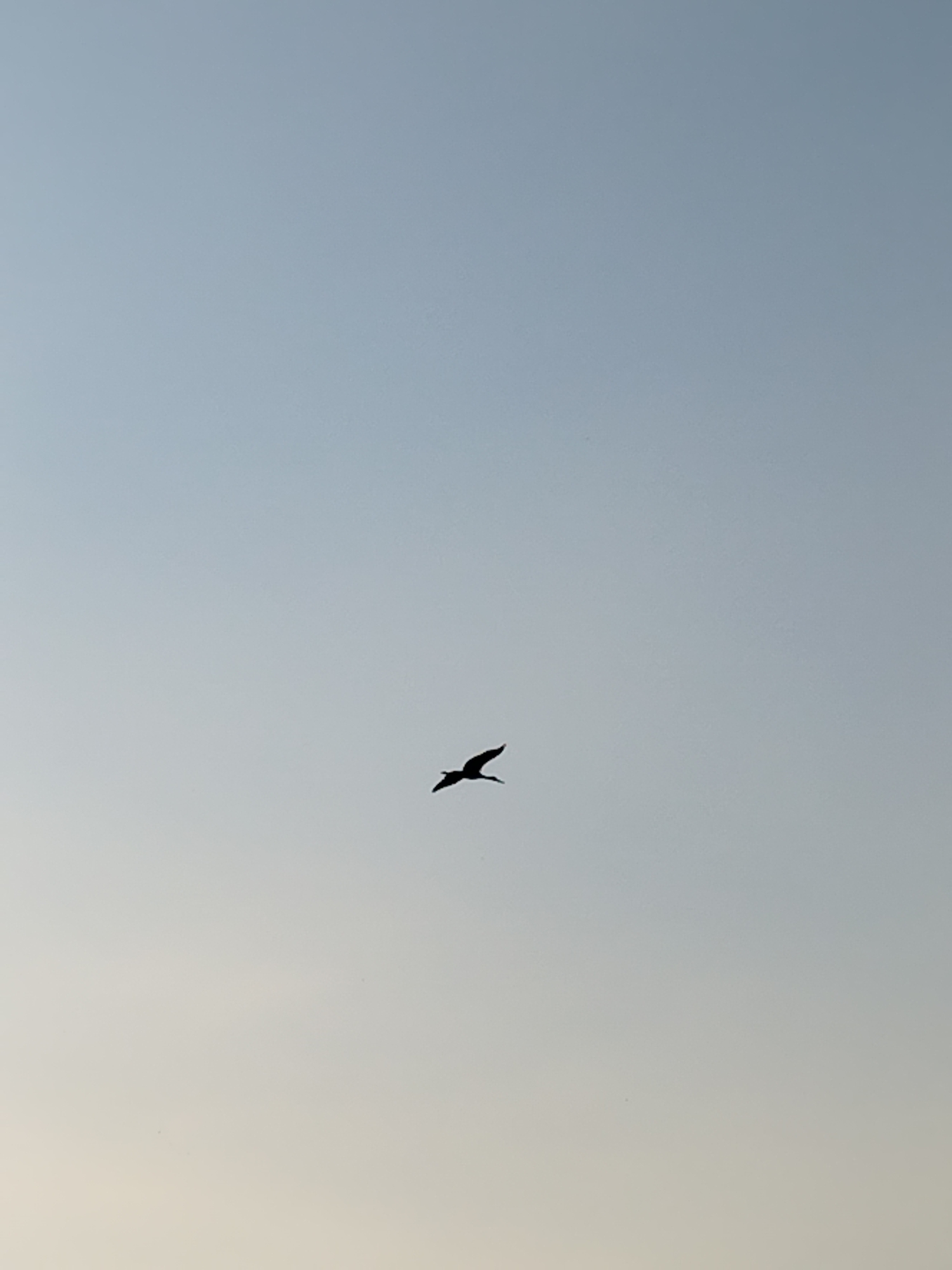 A solitary bird is silhouetted against a pale blue sky. The bird is in mid-flight, with its wings extended and slightly angled downwards. Its body is dark and indistinct, providing a stark contrast to the soft, gradient of the sky, which transitions from a lighter hue at the bottom to a deeper blue at the top. The image lacks any specific landmarks that would place it within Vidra, Romania, or any other city. The environment is purely atmospheric.