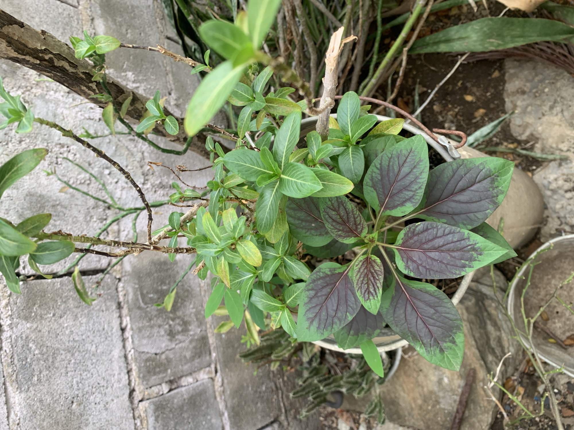 This overhead shot presents a close-up view of a diverse plant arrangement in an outdoor setting, likely a garden or patio in Santa Ana, Venezuela. The image is dominated by two distinct types of foliage.
On the left side and extending towards the center, there is a plant characterized by slender, woody stems and numerous small, fresh green, elliptical leaves. These leaves exhibit prominent central veins and a slightly glossy appearance, with some showing lighter green or yellowish patches.
To the right and occupying a significant portion of the frame is another plant featuring striking bicolored leaves. These leaves are broadly ovate, displaying a deep, rich dark purple or reddish-brown hue in their central areas, which gradually fades into a vibrant green margin along the edges. The intricate venation is clearly visible across both the dark and green sections of the foliage.
The background reveals a mix of other green foliage, dried branches, and some small, spiky, succulent-like plants near the bottom center. The ground surface consists of grey concrete paving stones with visible cracks on the left and lower-left. Towards the right and rear, exposed soil, small rocks, and part of a light-colored pot or container are discernible. A bent piece of metal wire is also present near the center.
The scene is illuminated by soft, natural daylight, suggesting an overcast sky or a shaded area, as there are no harsh shadows. No people or specific activities are depicted, and there is no visible text in the image.