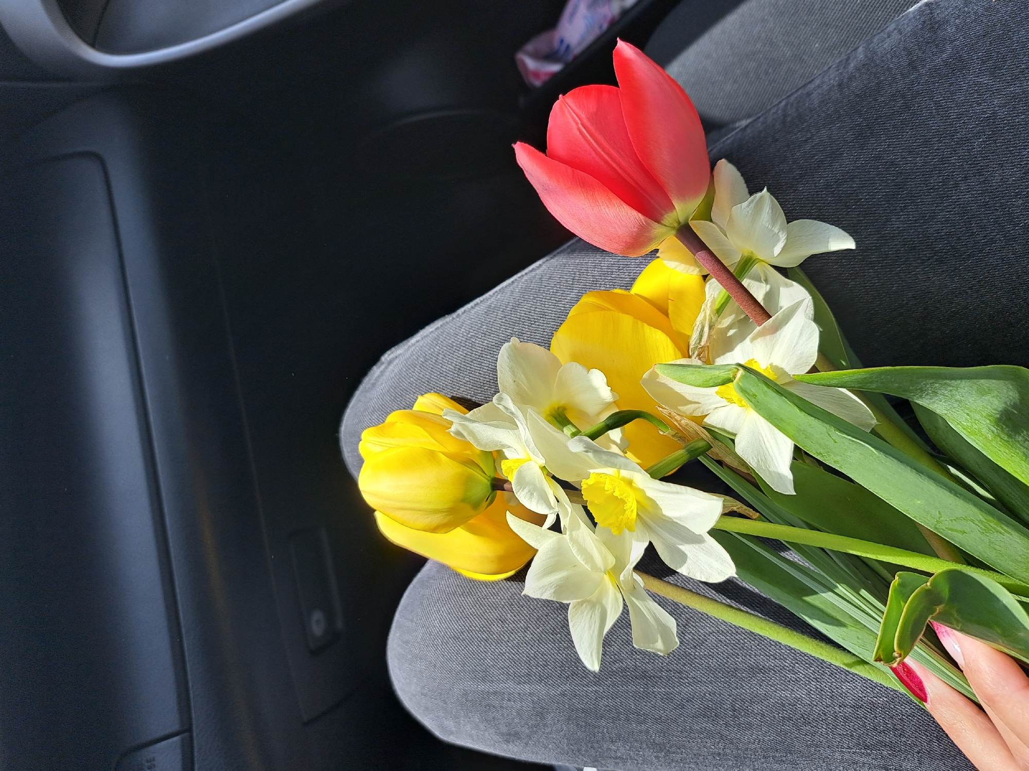 A bouquet of spring flowers rests on a lap within the interior of a vehicle, presumably in transit. The flowers include a red tulip, yellow tulips and white daffodils. The person holding the bouquet is wearing denim pants. The car's dark grey dashboard and interior trim are partially visible. The location is not discernible from this image. There is no evidence of the location being in Chepintsi, Bulgaria. A manicured hand with pink polish is partially visible, holding some of the flower stems. The car is in sunlight.