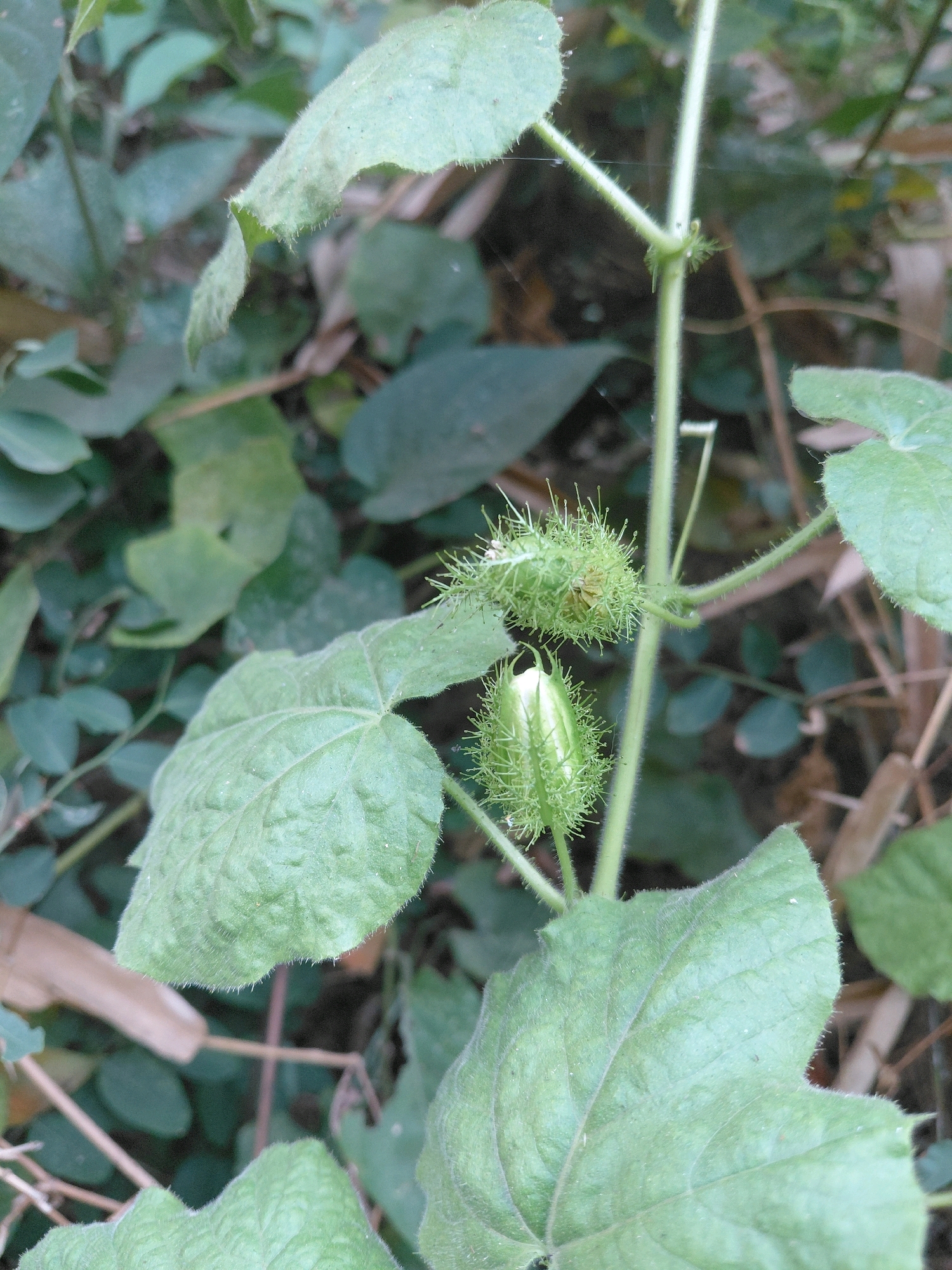 The image captures a close-up view of a passionflower vine with two developing fruits and large, textured green leaves. The fruits are spherical, covered in fine, spiky tendrils, and are a vibrant green color. One fruit is partially open, revealing a lighter green interior. The leaves are broad with serrated edges and a slightly fuzzy texture, characteristic of the passionflower plant. The vine's stem is also visible, appearing fuzzy and light green. The background is a blur of green foliage and some dry, brownish plant material, suggesting an outdoor, natural environment. The lighting is soft, with no harsh shadows, indicating it might be overcast or the photograph was taken in a shaded area. No people are present in the image. The scene is located within the general vicinity of Patunjungan, Indonesia, a place known for its lush vegetation and rural landscapes, which aligns with the visual evidence of wild plant growth.