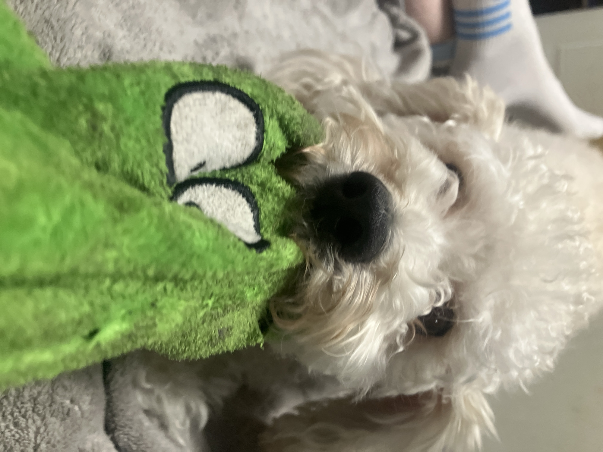 The image captures a close-up, slightly tilted perspective of a small, white, fluffy dog, possibly a Bichon Frise or Poodle mix, actively playing indoors. The dog's face is centered, featuring dark, expressive eyes and a black nose. Its curly white fur shows subtle hints of light brown or tan around its muzzle and eyes.
The dog is holding a vibrant green plush toy in its mouth. The toy is designed with large, cartoon-like white eyes outlined in black, giving it a playful, character-like appearance. The texture of the toy is soft and fuzzy.
In the background, a soft, textured grey fabric, likely a blanket or cushion, is visible, suggesting a comfortable, domestic setting. Towards the upper right of the frame, part of a human foot or lower leg, clad in a white sock with light blue stripes, can be seen, indicating the presence of a person near the dog.
The dog appears engaged and content, looking directly towards the viewer. The lighting is soft and ambient, typical of an indoor environment. There are no specific visual elements within the image to indicate the provided location context of Chaikovsky, Russia, nor is any text visible. The overall mood is one of warmth and playful interaction.