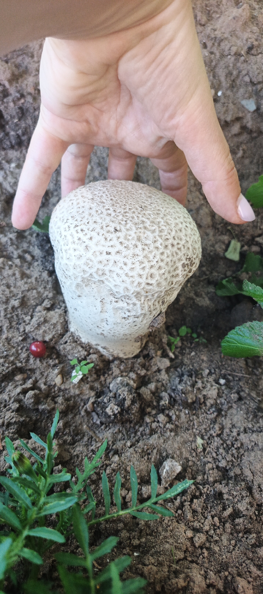 A person's hand is shown above a light-colored puffball mushroom growing in dirt. There is a small red berry to the left of the mushroom and green foliage around it. The scene appears to be outdoors, possibly in a garden or wooded area, and the location is specified as Ваньки, Russia.