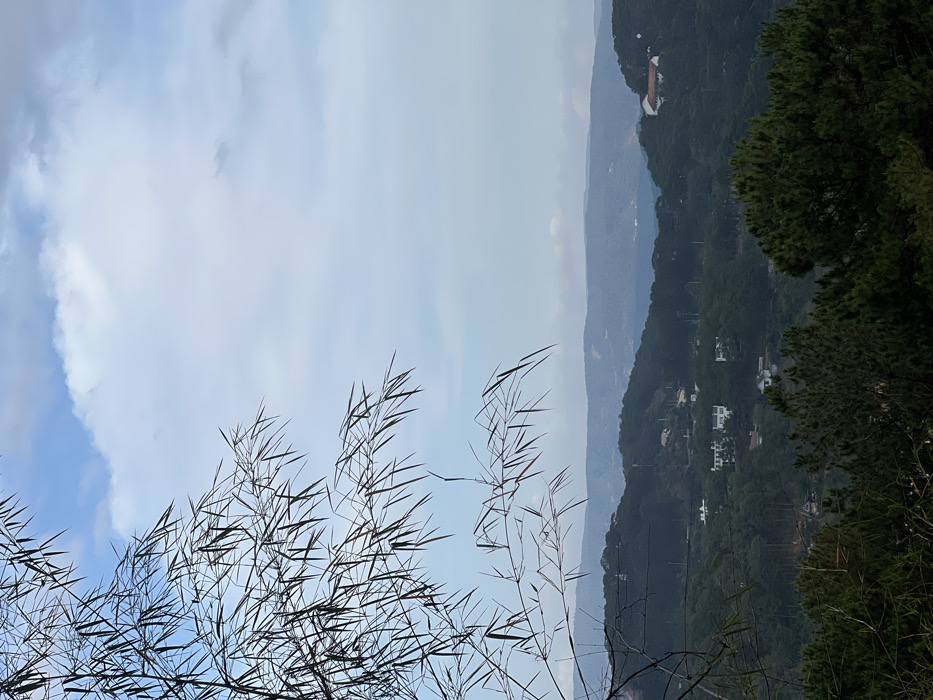 The image displays a panoramic view of a mountainous, forested landscape within the city of Da Lat, Vietnam, under a partially cloudy sky. In the foreground, extending from the upper left quadrant, are silhouetted branches and slender leaves of a bamboo plant. The midground features multiple layers of rolling hills densely covered in dark green foliage, primarily coniferous trees interspersed with broadleaf species. Scattered across these hillsides are several white or light-colored residential buildings, consistent with houses or villas, some featuring red or brown roofs. Faint traces of roads and utility infrastructure are discernible on the slopes. The background consists of further, progressively hazier mountain ranges fading into the atmospheric distance. The sky above is overcast with a mix of white and light grey clouds, allowing glimpses of pale blue sky. No individuals or specific actions are depicted.