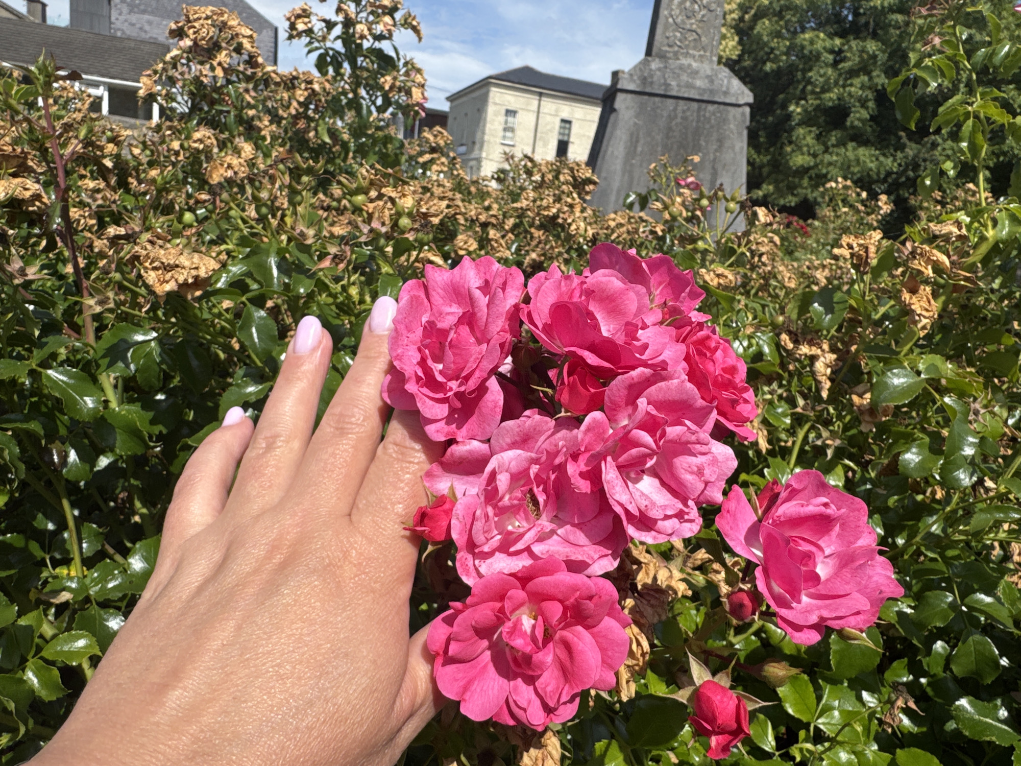 A person's hand with pale pink fingernails is partially visible on the left side of the frame, positioned in front of a cluster of bright pink roses. The roses are in bloom, with some appearing fully open and others as buds. Behind the roses, a bush with lush green leaves and dried brown foliage is visible. In the background, a stone monument with Celtic knotwork carvings stands tall, and beyond that, a light-colored building with multiple windows and a dark roof is seen. The sky above is blue with scattered white clouds. The overall scene suggests an outdoor setting, possibly a garden or cemetery, within the city of Clonmel, Ireland.