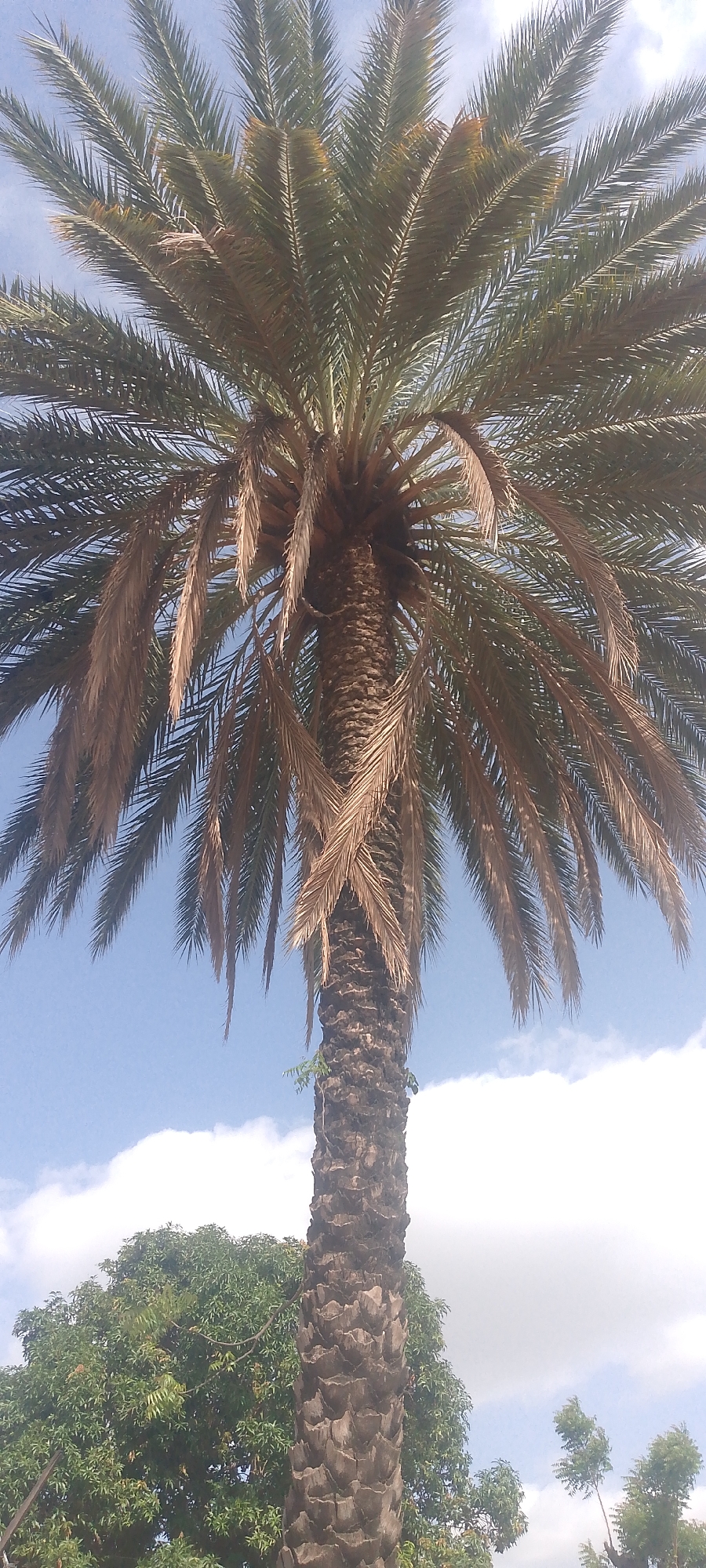 The image shows a close-up, low-angle view of a tall palm tree with a rough, textured trunk, in Jalingo, Nigeria. The palm fronds are abundant and extend outwards, with some appearing dry and brown. The sky above is blue with scattered white clouds, suggesting a daytime scene. To the left and partially obscured by the palm tree trunk, a dense green tree with many small leaves is visible. The overall impression is of a natural, outdoor environment, possibly a park or garden. There are no people or discernible structures in this specific frame.