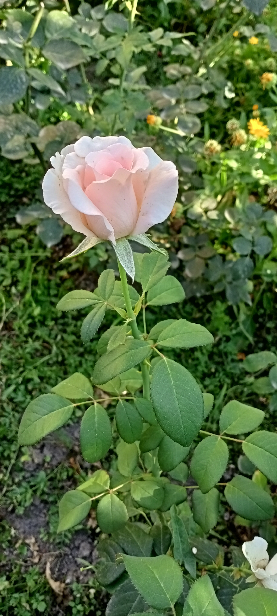 A close-up, vertical shot shows a pale pink rose in bloom, centered in the frame. The rose is facing slightly left and upwards, with its petals delicately unfurling. The stem is green and erect, with several serrated green leaves visible below the bloom. The background is a blur of green foliage, suggesting a garden setting. The lighting is natural, with sunlight illuminating the rose from the top left. This image was taken in Sokuluk, Kyrgyzstan.