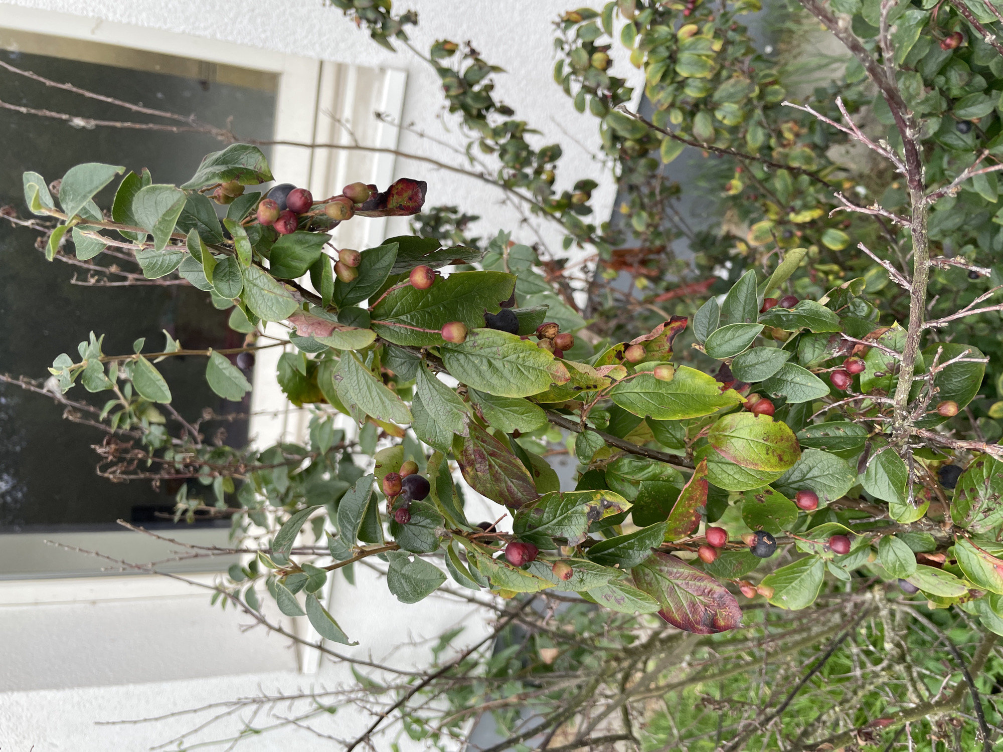 This is a close-up, eye-level, outdoor photograph of a shrub with green leaves and red and dark purple berries, possibly a cotoneaster, positioned in front of a white building with a window. The shrub is in the foreground, occupying the majority of the frame. The berries are small and round, some are a deep red, while others are a dark purplish-black. The leaves are oval-shaped with visible veins and some show autumnal discoloration, with edges turning reddish-brown. Bare, thin branches of the shrub are also visible, some intertwining with the leafy parts. In the background, a portion of a white building wall is seen to the left, and a window with a dark reflective surface is to the right, suggesting an urban or suburban setting. The overall lighting indicates an overcast day. The scene is consistent with a garden or yard in Bremerhaven, Germany, likely during autumn. There are no people or animals present in the image.