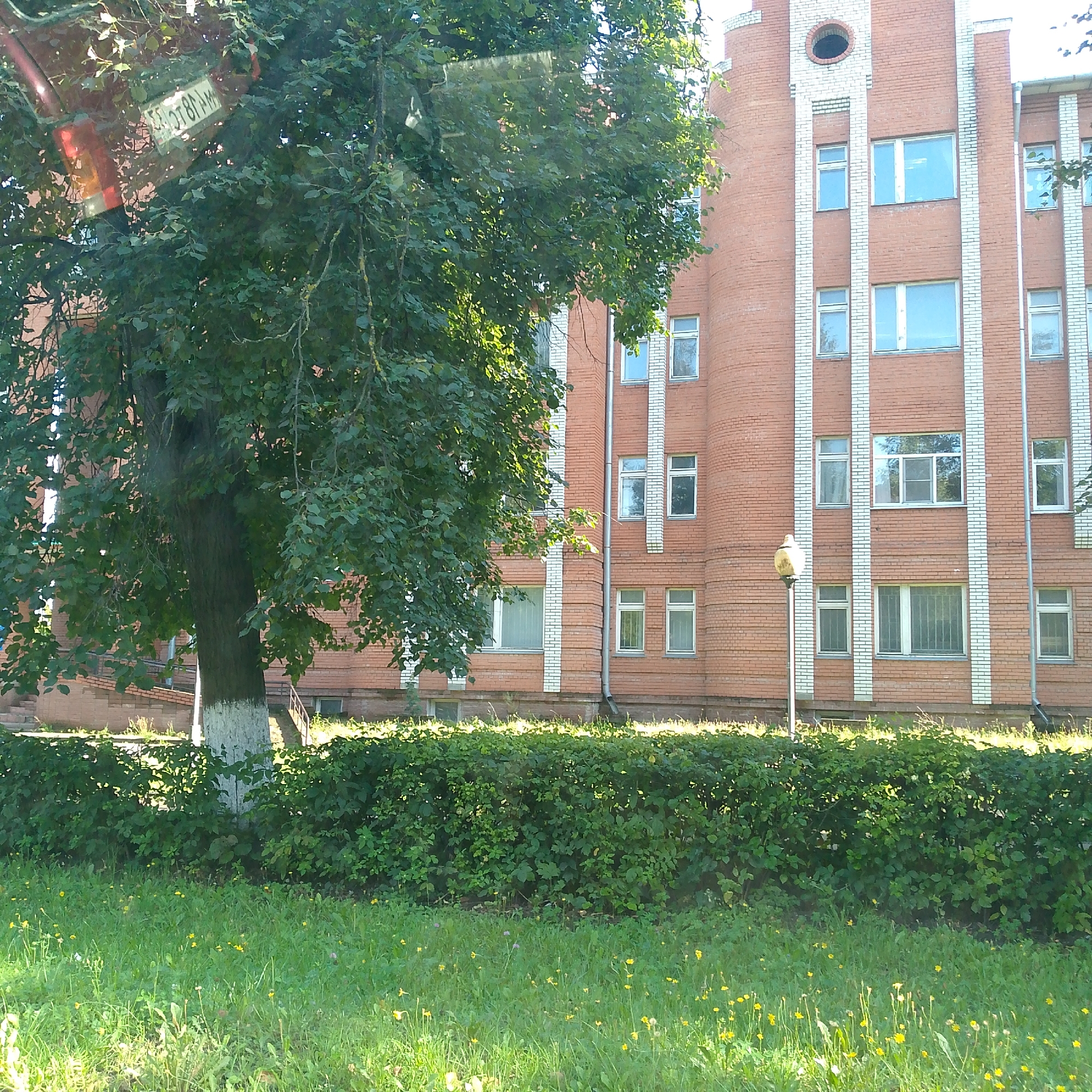 The image depicts a tree with lush green foliage in the foreground, partially obscuring a red brick building with white trim. The building has several windows, some with reflections of the sky and trees. A license plate, possibly from Russia, is visible hanging from a branch of the tree. The building appears to be a multi-story structure with a rounded section on the left side. A street lamp with a cream-colored globe stands in front of the building. The ground in front of the building is covered by a dense green hedge, and beyond that, a grassy area with scattered yellow wildflowers. The scene appears to be outdoors on a sunny day. The overall setting suggests a semi-urban or institutional environment.