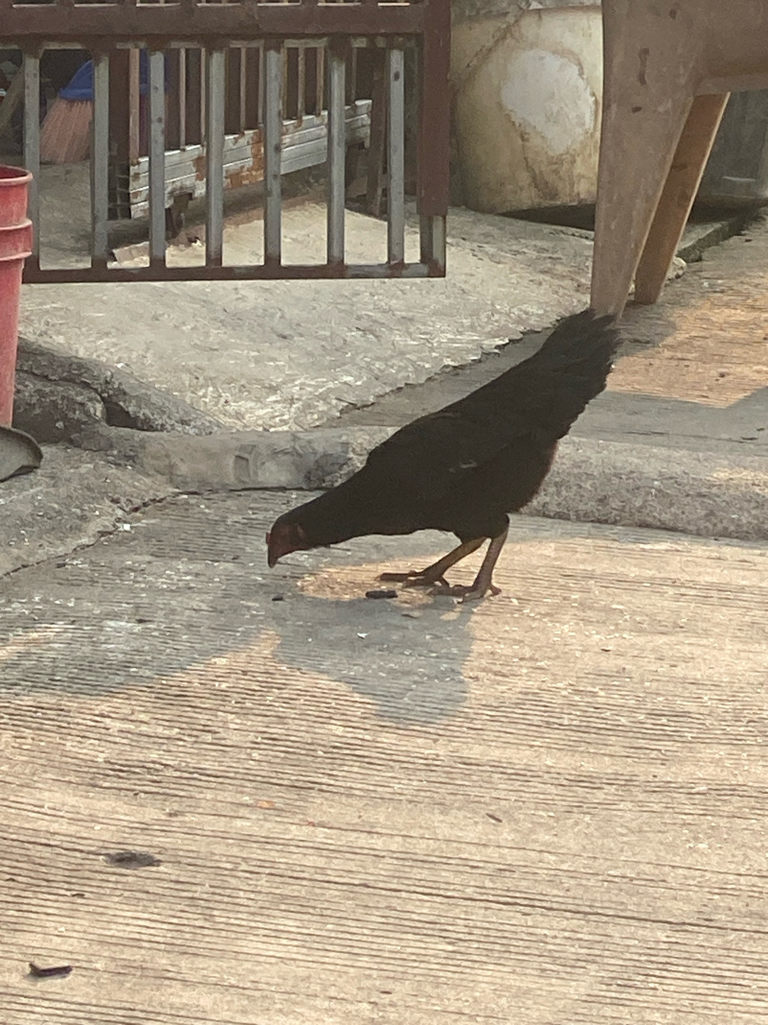 The image captures a black chicken foraging on a paved surface, likely a pathway or sidewalk, in an outdoor setting. The chicken is the primary subject, with its head lowered as it pecks at the ground. The paved surface features parallel linear indentations, suggesting it might be a brushed concrete or similar material. In the background, a rusted metal fence or railing is visible, behind which are some indistinct objects including what appears to be a broom and possibly stacked materials. To the right of the chicken, the legs of a wooden chair or table are partially visible, casting a long shadow across the ground. The lighting suggests it is either early morning or late afternoon, with the sun casting warm tones and distinct shadows. The environment appears to be utilitarian, possibly a backyard, alleyway, or communal area within a residential or commercial district. While the image does not explicitly show a location in Batam, Indonesia, the general aesthetic of the surroundings, with its concrete surfaces and utilitarian structures, is consistent with urban or peri-urban areas found in Southeast Asia.