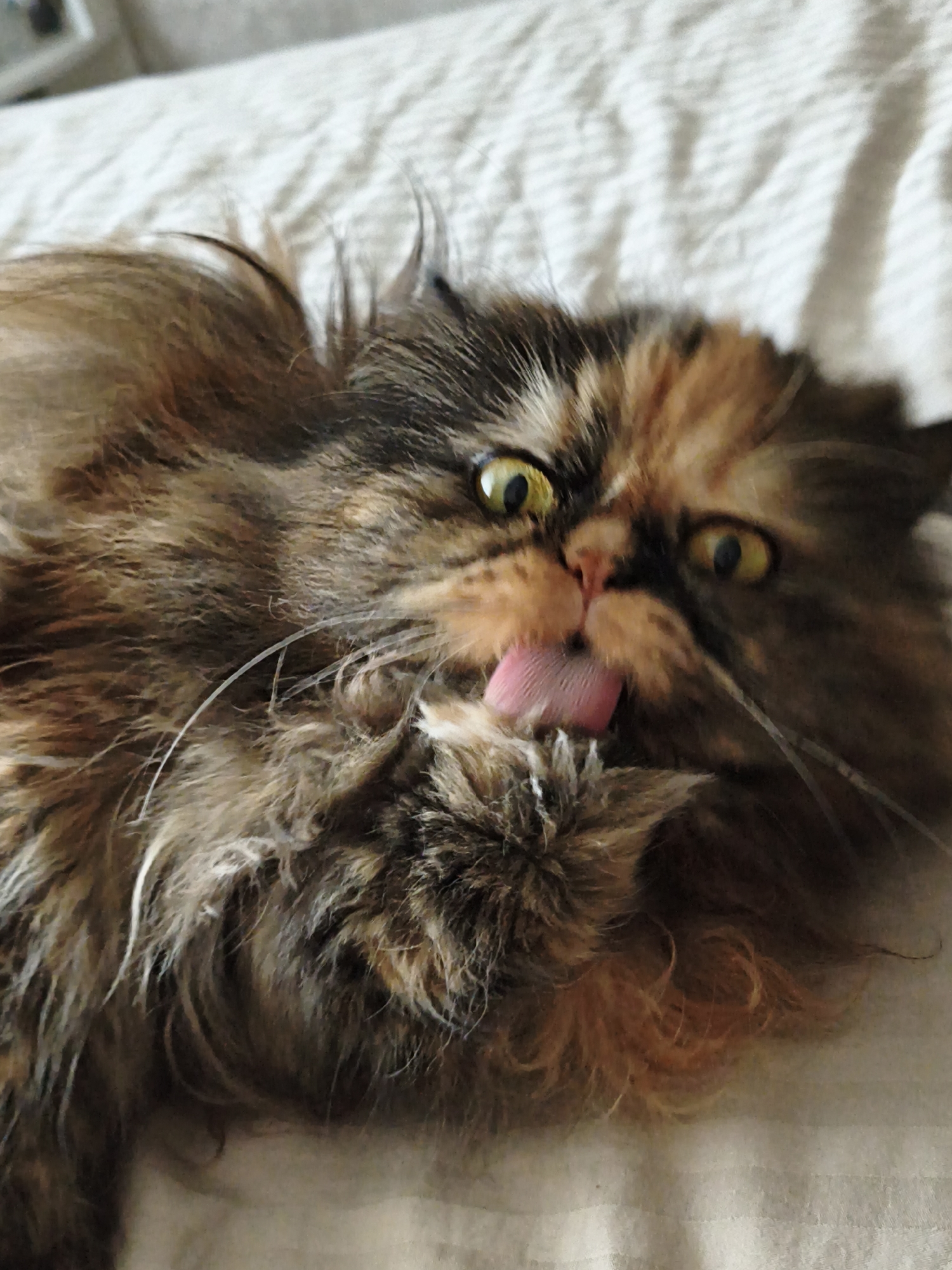 In an indoor setting, a fluffy tortoiseshell cat is lying on a textured surface, possibly a bed or sofa. The cat's face is the focal point, with its eyes wide open and a bright yellow-green iris. Its tongue is prominently displayed, pink and extended, as it appears to be licking its paw or grooming. The cat's fur is a mix of brown, black, and orange, giving it a mottled appearance. The background is a light-colored, textured fabric with horizontal stripes, suggesting a domestic environment. The lighting is soft, casting gentle shadows. The image is an up-close shot, emphasizing the cat's features and action.