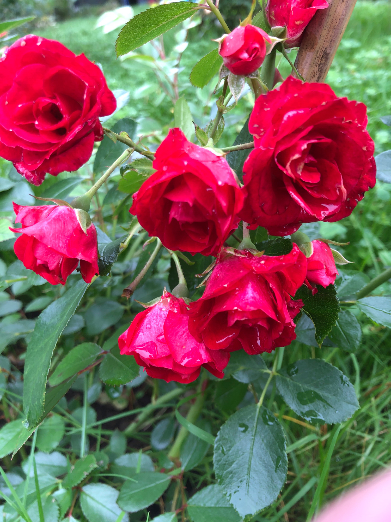 A cluster of vibrant red roses is captured in a close-up, outdoor shot. The roses are in various stages of bloom, with some fully open and others still developing. Dewdrops glisten on the petals, indicating recent moisture. The roses are attached to green stems, some of which are supported by a wooden stake. Lush green foliage surrounds the flowers, creating a natural, garden-like setting. The background is softly blurred, with hints of green grass and other plants. The image appears to be taken in Arfa, Russia, in a garden or park area. No people are present in the scene.
