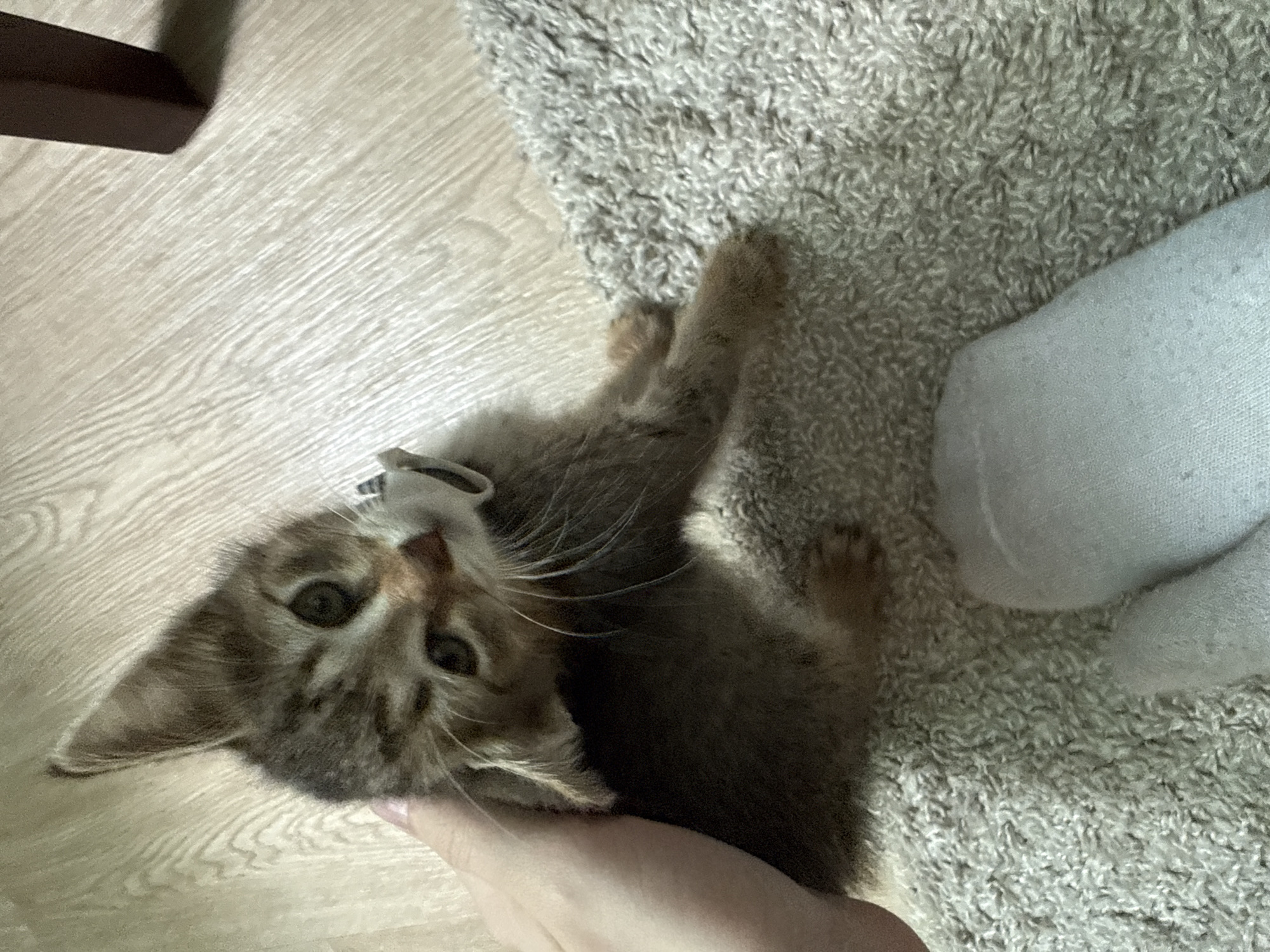 A person is holding a kitten. The kitten is lying on its back and looking up at the camera. The person's hand is visible. The kitten is small and brown with tabby markings. The background is a light-colored wood floor and a gray carpet. There is also a white sock or piece of clothing visible on the carpet.