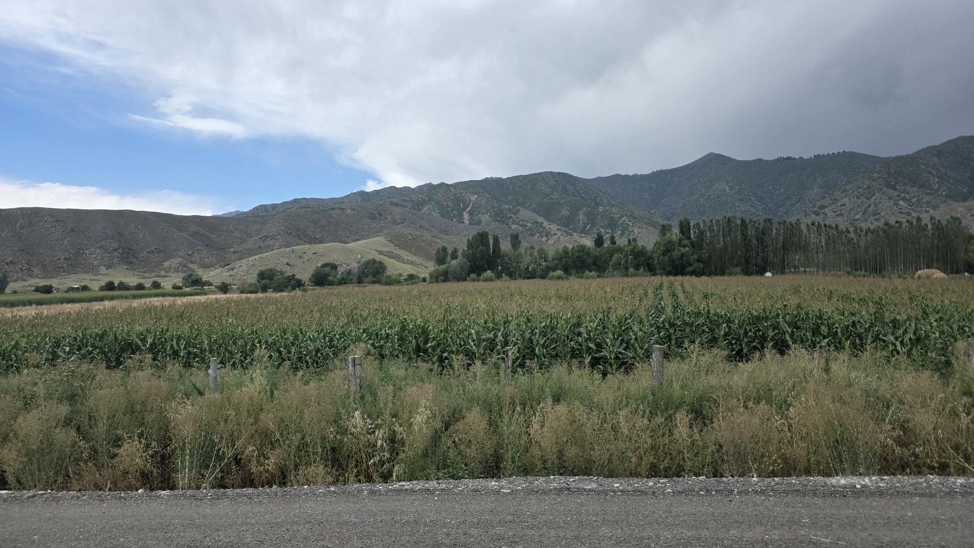 An eye-level, wide shot captures a rural landscape in Orto-Örüktü, Kyrgyzstan, under a partially cloudy sky. The foreground consists of a gravel road, giving way to a dense field of tall green cornstalks. The cornfield stretches horizontally across the image, bordered by wild grasses and shrubs in the immediate foreground. In the mid-ground, a line of slender, tall trees stands vertically, creating a distinct barrier between the cornfield and the background. Beyond the trees, a series of undulating, sparsely vegetated mountains rises, their slopes displaying shades of green and brown. The sky is a mix of bright blue patches and dramatic, dark gray clouds, hinting at approaching weather. No people or animals are visible in the scene.