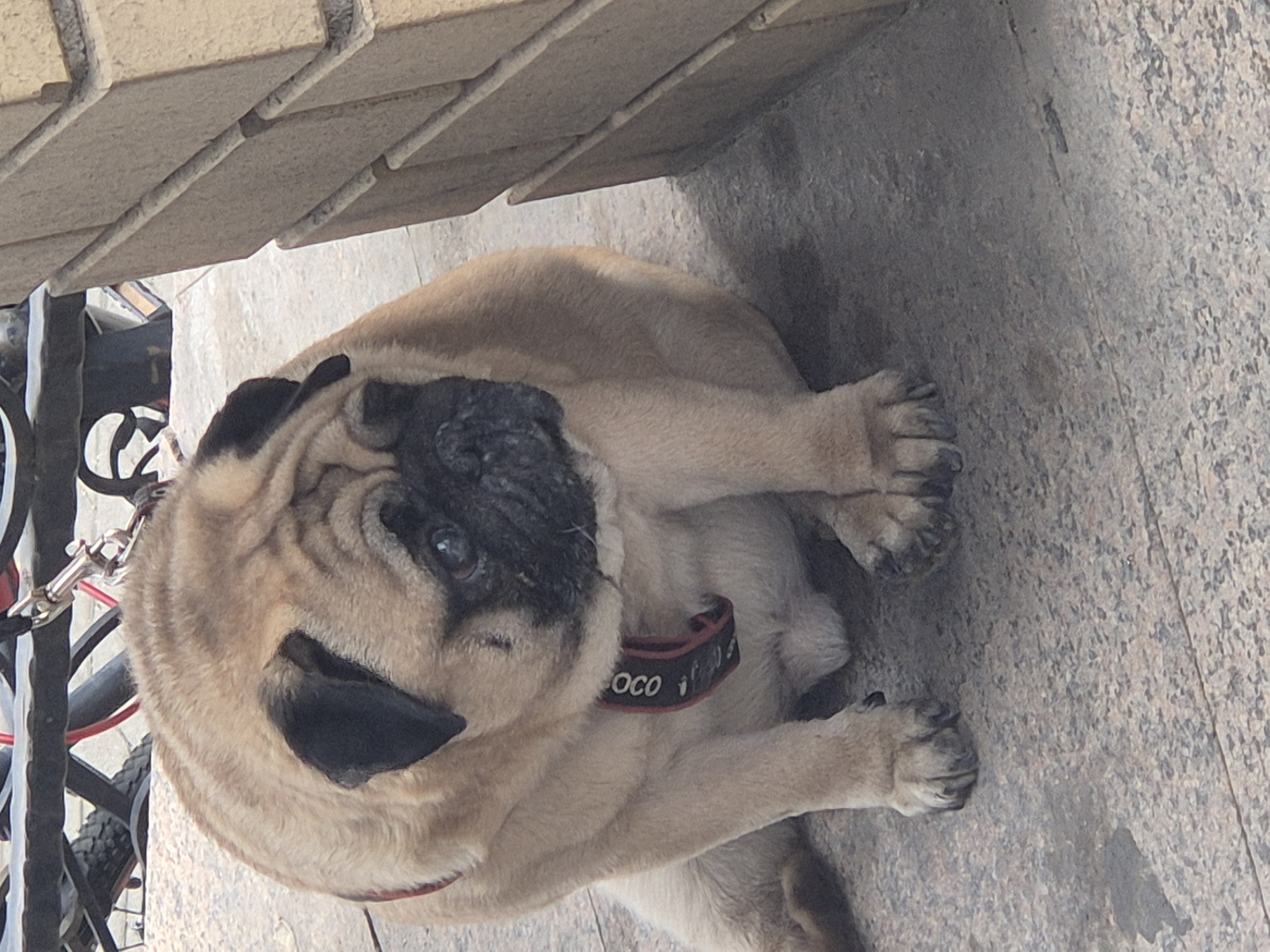 A fawn-colored pug dog sits on a concrete sidewalk next to a tan brick wall. The dog is wearing a black collar with red trim and white lettering that appears to read "OCO". A leash is attached to the collar. In the background, a metal object, possibly part of a stroller or cart, with red accents is visible. The setting appears to be outdoors, likely in a public area.