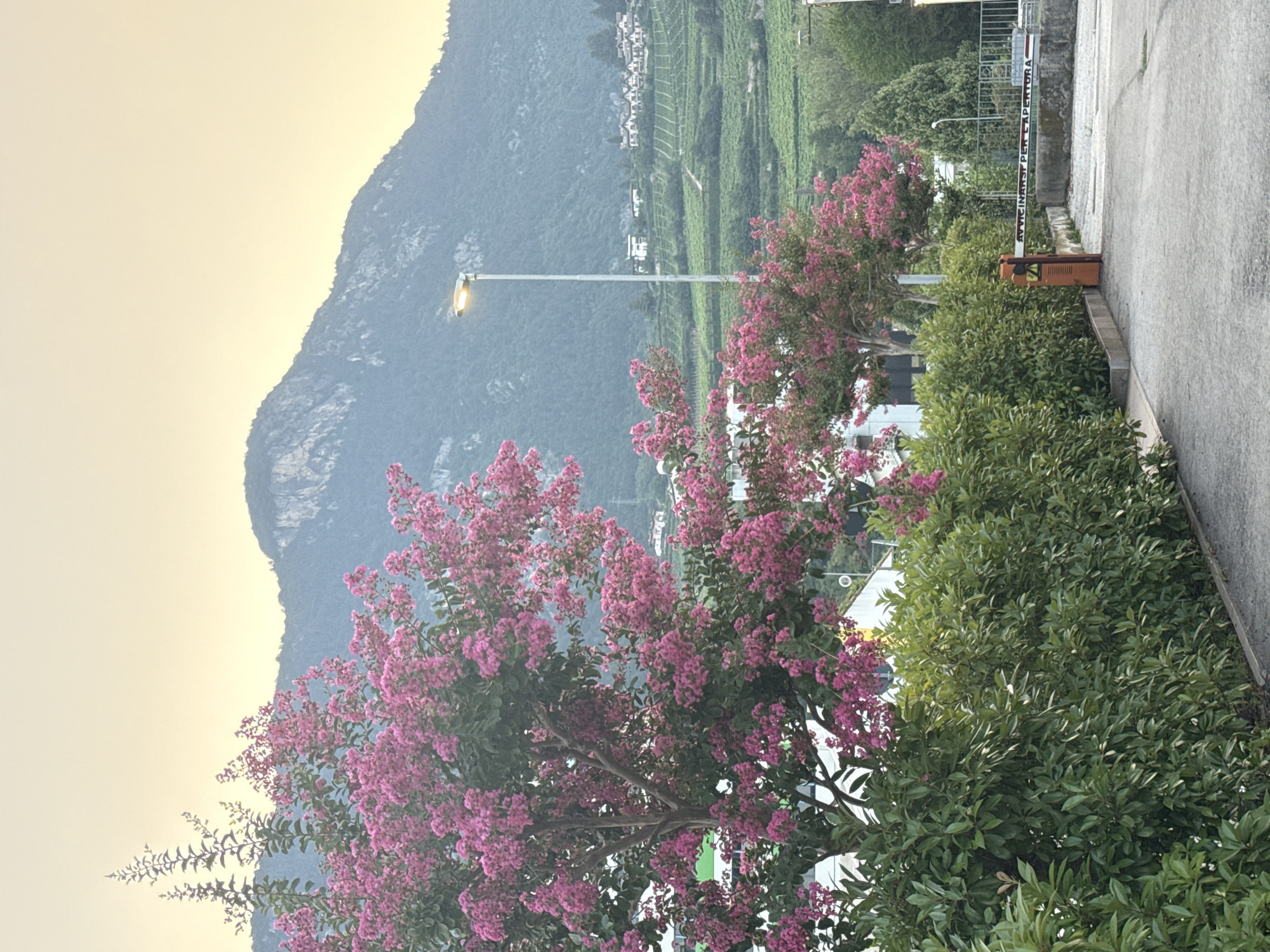 The image depicts an outdoor scene in the city of Trento, Italy. In the foreground, a neatly trimmed green hedge runs along a paved area, suggesting a path or driveway. To the left, a large tree with vibrant pink blossoms is prominent, its branches extending upwards. Further back, another tree with similar pink flowers is visible. Beyond the foliage, a road is present, leading towards an orange barrier gate with the Italian text "AVVICINARSI PER L'APERTURA" written on it, indicating it is an automatic barrier for opening. In the midground, a street lamp stands tall. The background features a hillside covered in vineyards, with scattered buildings and houses nestled amongst the greenery. Dominating the skyline is a large, rocky mountain. The sky above is a pale yellow, suggesting either sunrise or sunset. No people are present in the frame.