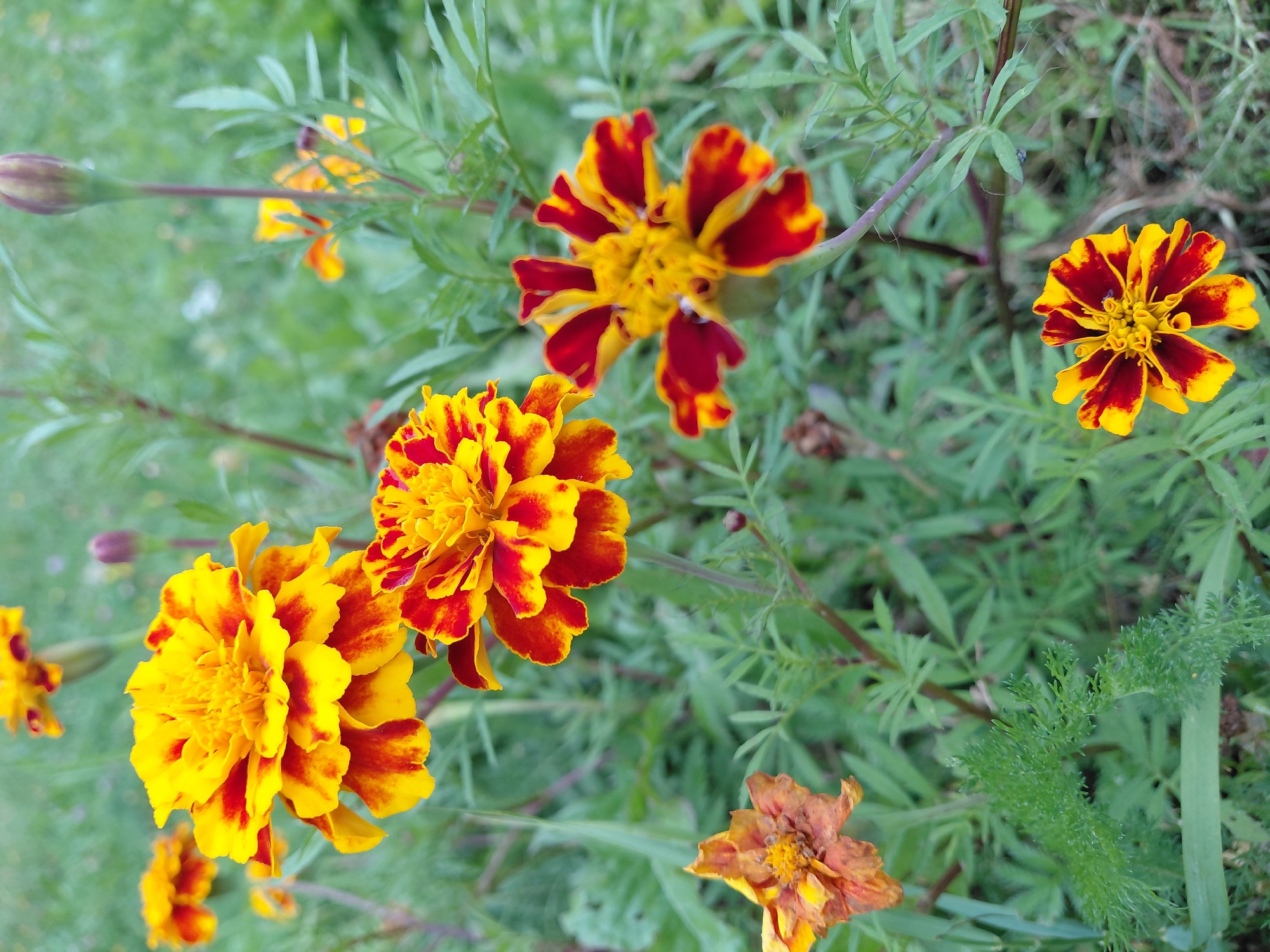 This is a close-up, eye-level, vertical shot of several marigold flowers in bloom, set against a blurred green background of foliage and grass. The flowers exhibit a vibrant combination of yellow and deep red petals. In the foreground, a large, fully bloomed marigold dominates the left side of the frame, its layered petals showcasing a striking bicolor pattern. To its right and slightly lower, another marigold of similar coloring is in full bloom. Below and to the left of these, a withered, dried marigold with browning petals is visible. Further back and to the right, a smaller, fully bloomed marigold with prominent red and yellow stripes is in focus. A single marigold bud, a deep maroon color, stands tall on a slender stem in the upper right quadrant. The overall setting appears to be an outdoor garden or natural area, likely in Malinovka, Russia, given the context. The lighting is soft, suggesting an overcast day or early morning/late afternoon. No people or animals are present in the frame.