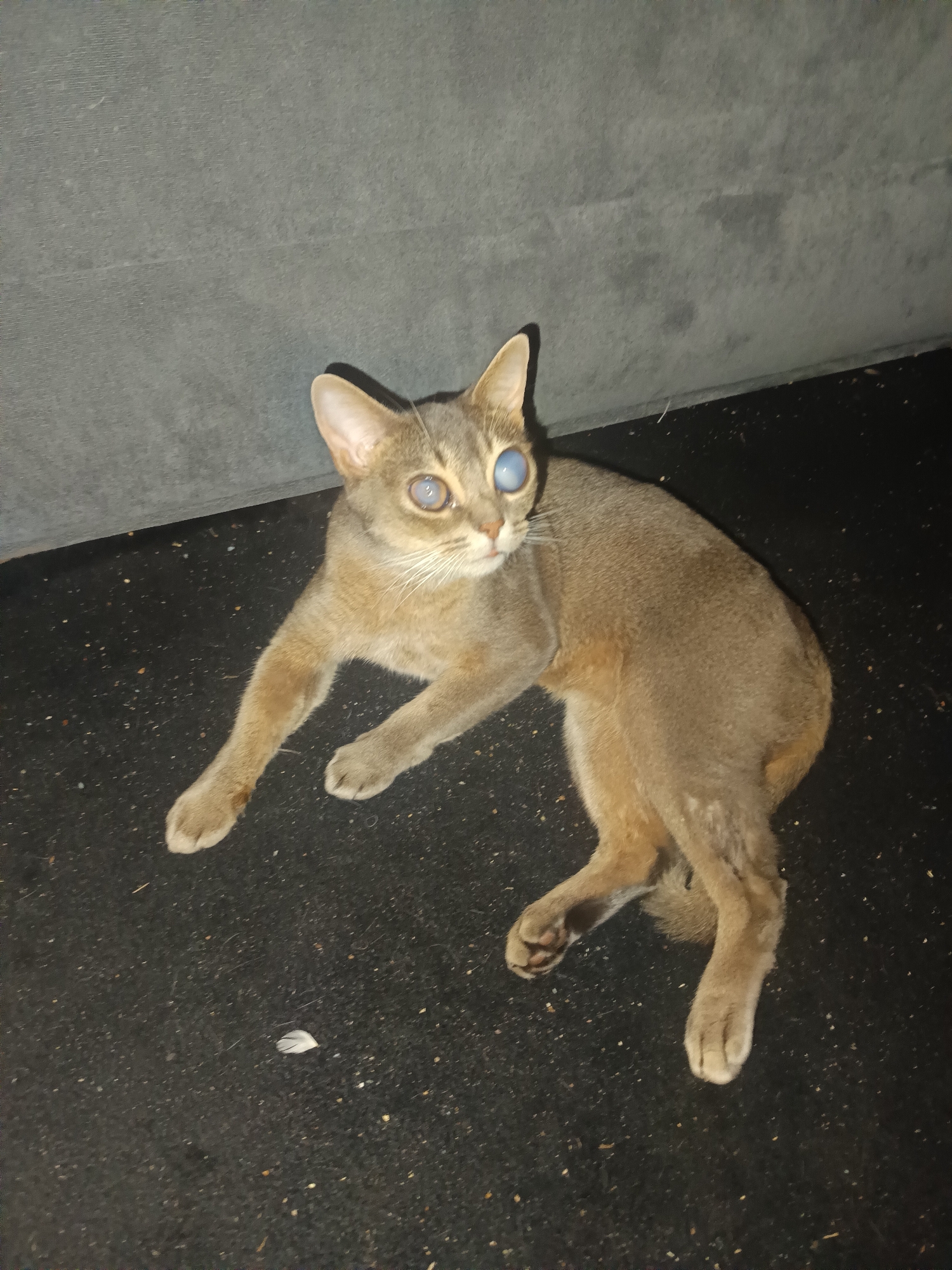 A light brown cat with clouded blue eyes is lying on a dark, textured surface. The cat is facing slightly to its right, with its head turned towards the viewer. Its front paws are extended forward, and its hind legs are tucked underneath its body. The cat appears to be healthy, despite the condition of its eyes. The background is a dark grey, textured surface that appears to be a wall or a piece of furniture. The scene is lit by a single light source from above, casting shadows on the cat and the background. There is a small white feather on the dark surface in front of the cat. The image was taken indoors, possibly in a residential setting, though no specific location in Berlin, Germany, can be determined from the visual information provided.