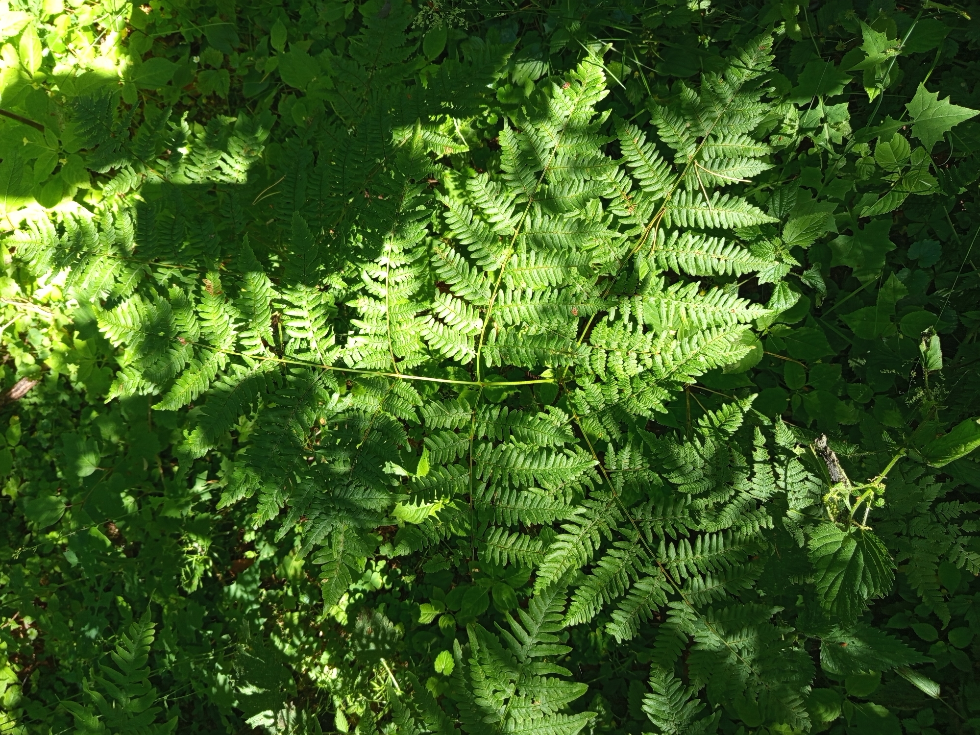 This is an overhead, close-up shot of lush green ferns and other foliage in a shaded forest setting. Sunlight filters through the leaves, creating dappled patterns of light and shadow across the scene. The leaves are a vibrant green, with the ferns exhibiting their characteristic feathery fronds. Other plants with broader leaves are also visible, contributing to the dense undergrowth. The image appears to be taken outdoors during the day, likely on a sunny day with intermittent shade provided by overhead trees. The overall impression is one of natural beauty and the peacefulness of a forest environment. There is no visible text in the image.