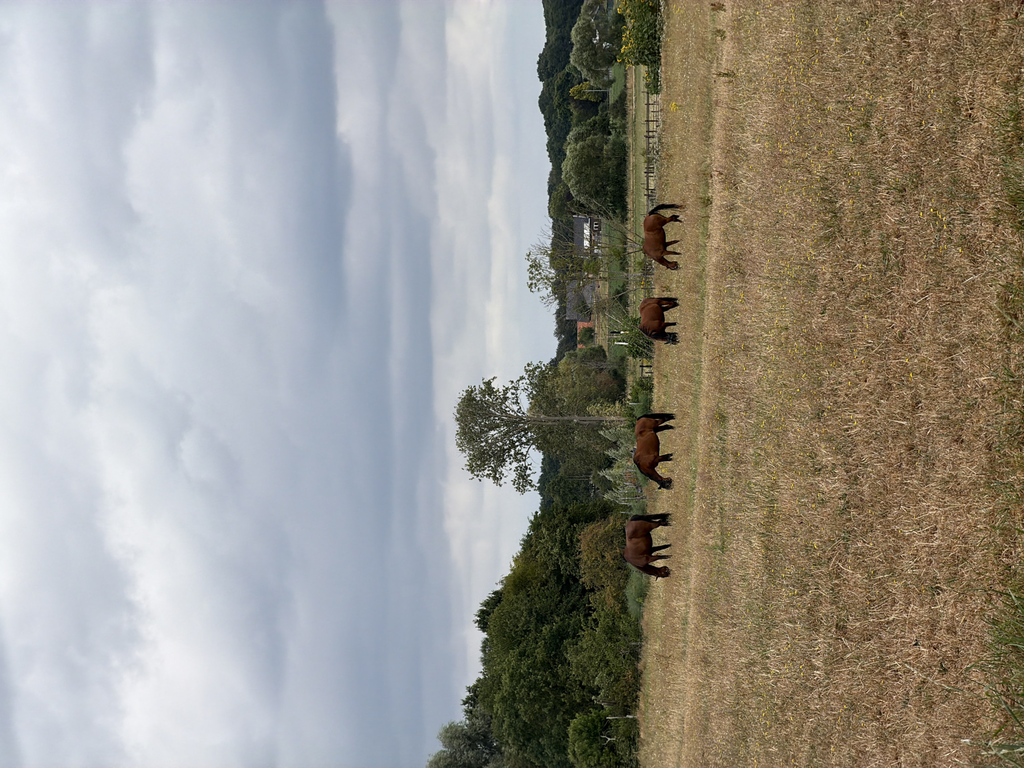 Four brown horses are grazing in a dry, grassy field under a cloudy sky. The field is characterized by tall, yellowed grass and scattered small yellow flowers. In the background, a line of lush green trees forms a dense border, with a few scattered buildings and a tall, bare tree visible amidst the foliage. The overall scene depicts a rural landscape.