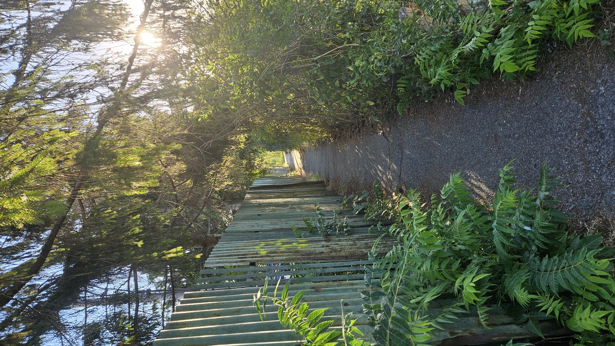 The image depicts a narrow, paved pathway winding through a green, overgrown area. A corrugated metal fence, showing signs of rust, runs along the left side of the path. Lush green foliage, including ferns and branches from overhanging trees, frames the pathway on both sides. Sunlight filters through the tree canopy, casting dappled shadows on the ground, suggesting it is late afternoon or early morning. The scene appears to be located in a less manicured or semi-wild area of the city of Prešov, Slovakia, possibly a neglected alleyway, park edge, or a path between properties, characterized by its natural overgrowth and functional, utilitarian fencing. There are no people or specific actions visible in the image.