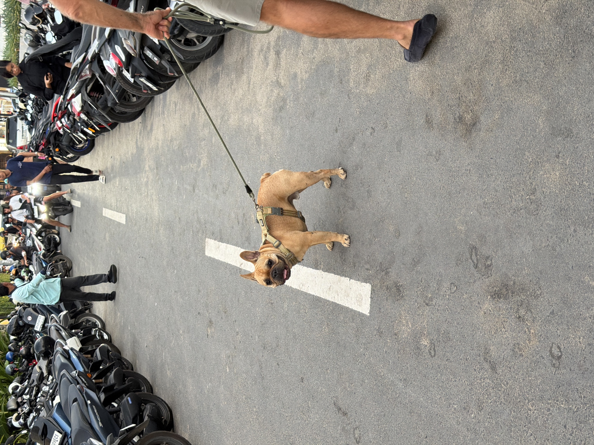 A French Bulldog on a leash is standing on an asphalt road next to a line of parked motorcycles. The dog is light brown with a darker face and wears a tan harness. A white line is painted on the road, and the dog is positioned with its front paws on either side of it. In the background, a person in a light blue shirt and dark pants is standing near a row of motorcycles, and another person wearing a dark shirt and black pants is walking away from the camera. Further back, more motorcycles and people are visible, suggesting a parking area or a street with parked vehicles. The lighting indicates it is daytime, possibly afternoon, with bright sunlight casting shadows. The scene appears to be outdoors in a location with many motorcycles, typical of many areas in Indonesia. There is no visible text in the image.