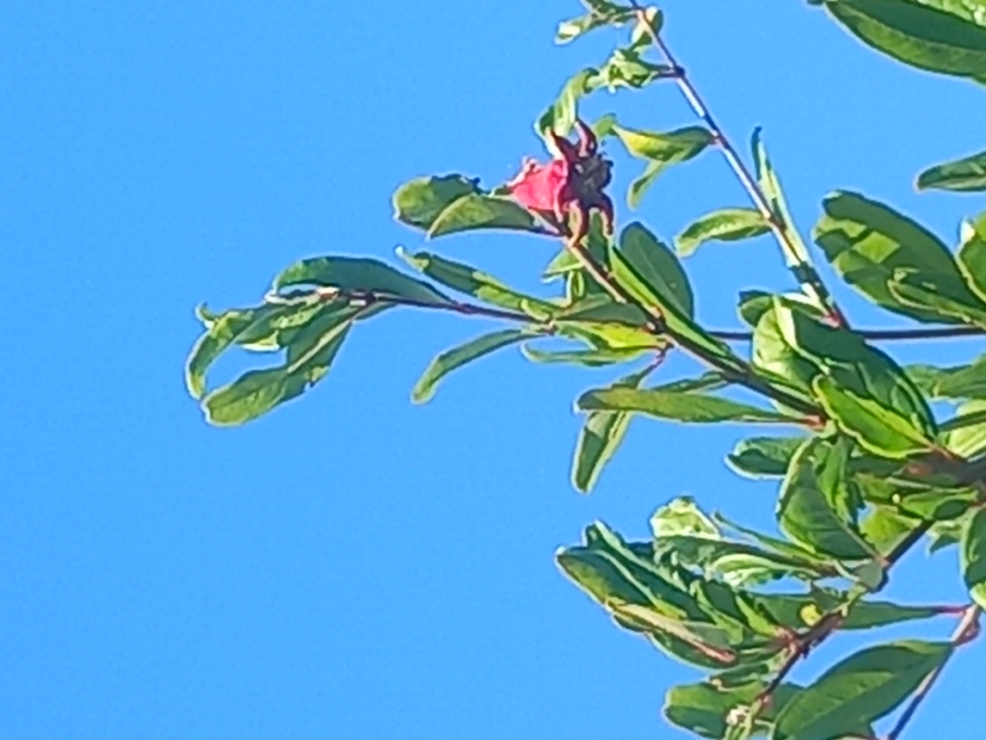 A close-up, low-angle shot captures a flowering plant against a clear blue sky. The plant has green leaves and a single pink flower. The scene appears to be outdoors, likely in a garden or park, with no specific urban landmarks visible. The image quality is slightly pixelated. It is not possible to determine the location within Άγιος Νεκτάριος, Greece from the provided image.
