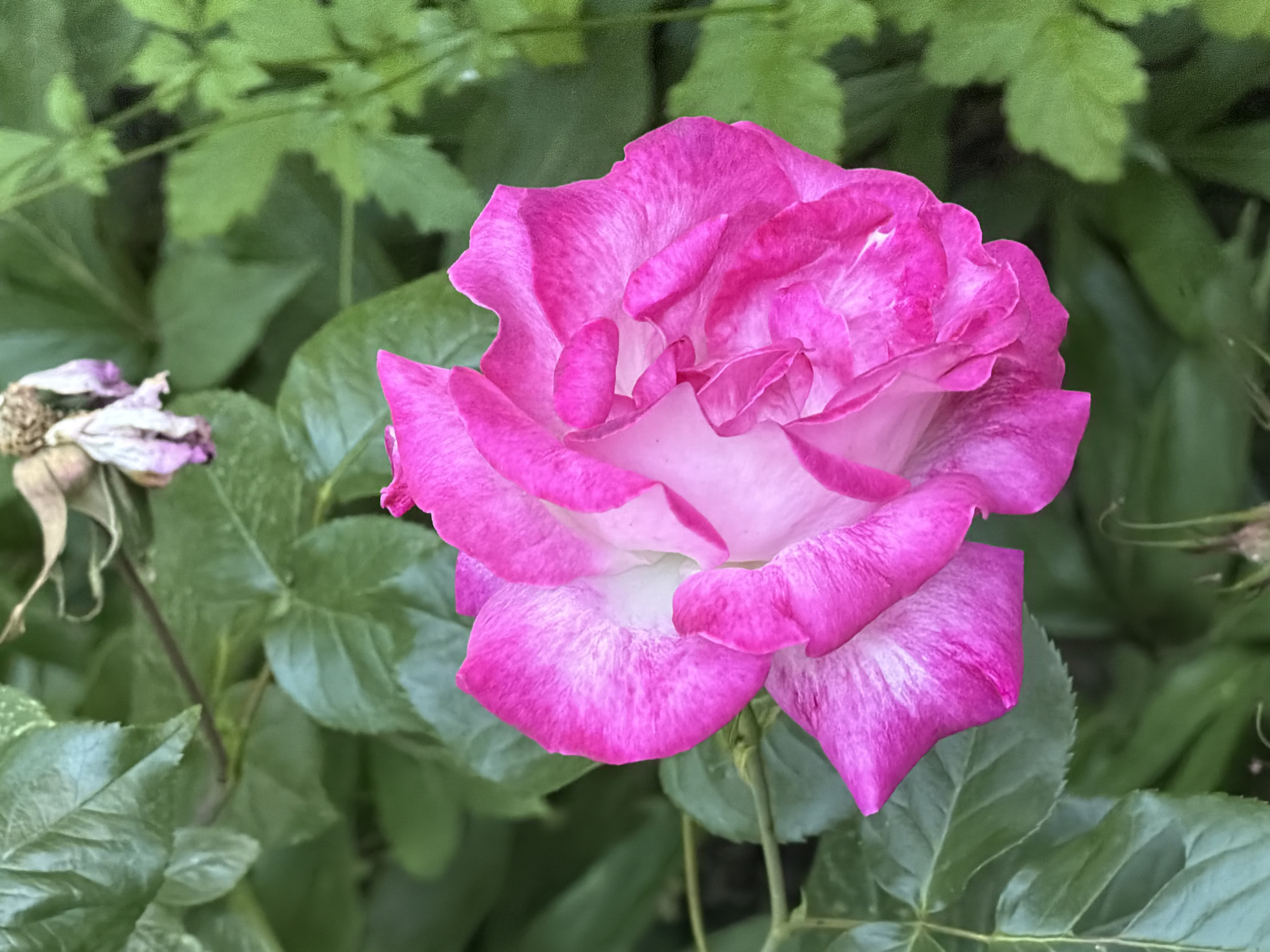 The image features a vibrant pink rose in full bloom, its petals displaying a gradient of color from a deeper pink at the edges to a lighter, almost white hue near the center. The rose is positioned prominently against a backdrop of lush green foliage, with several leaves visible. To the left of the rose, there is a withered rose head, its petals dried and brown. The overall setting appears to be a garden or natural environment. There is no evidence to determine if the image was taken in Sofia, Bulgaria.