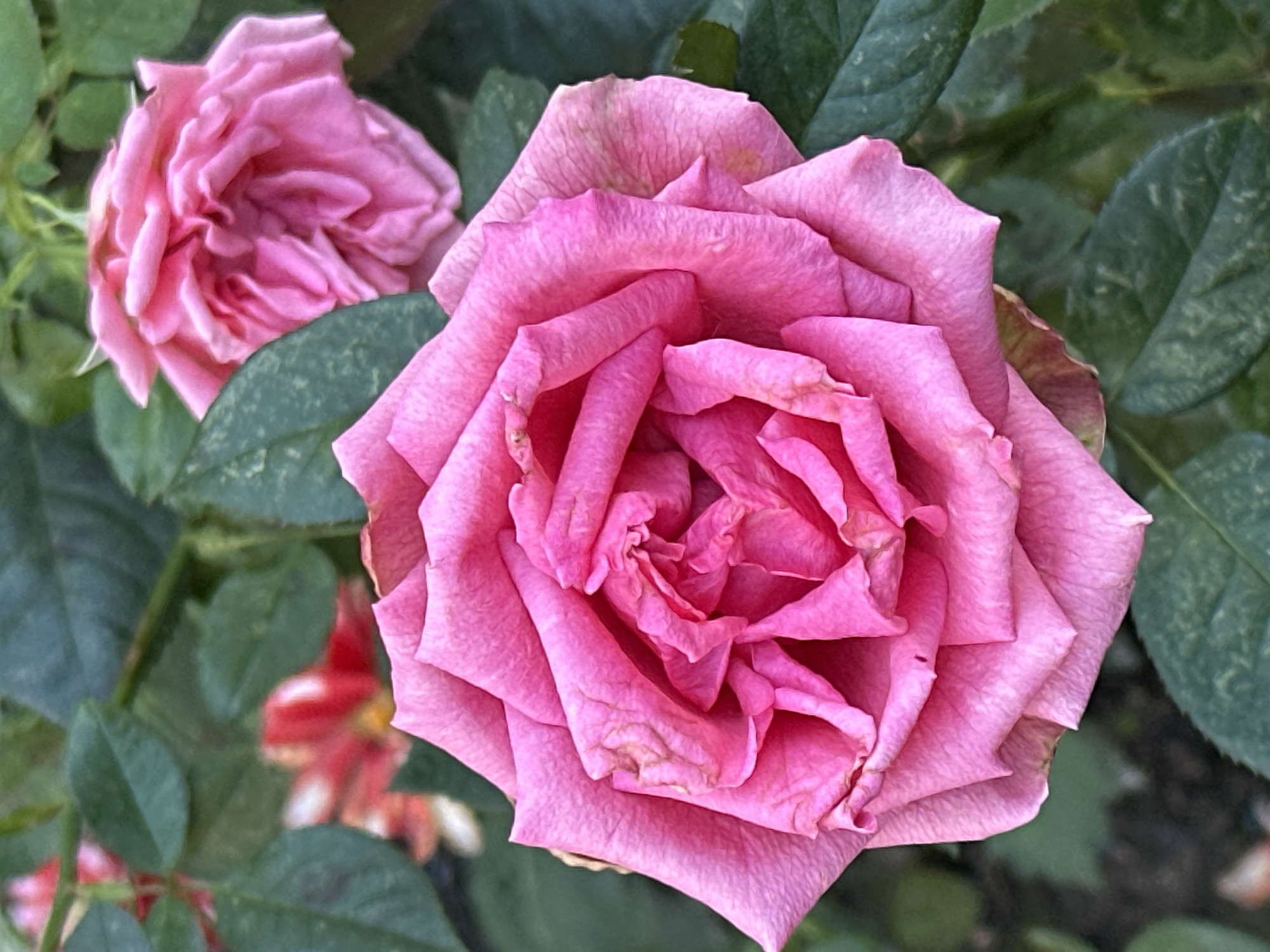 A close-up, eye-level shot shows two pink roses and green foliage in Podolsk, Russia. The rose in the foreground is in full bloom and is centrally framed. Its petals are a vibrant pink, with some edges appearing dry and slightly curled. The rose in the background is partially obscured by leaves and is also pink, though its petals seem more tightly furled. The leaves are a deep green and are out of focus, creating a bokeh effect. The overall lighting suggests it is daytime, possibly late afternoon. The scene appears to be a garden or park setting.