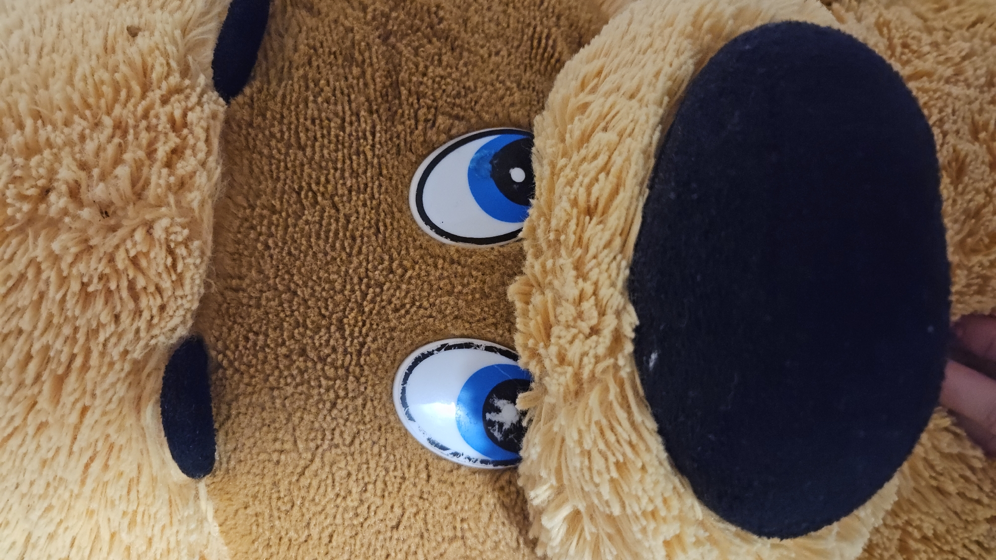 The image shows a close-up of a stuffed animal, likely a dog. The dog has tan fur and a large black nose. Its eyes are white with blue irises and black pupils. The photograph does not provide any information about the location in the city of Sevastopol, Ukraine.