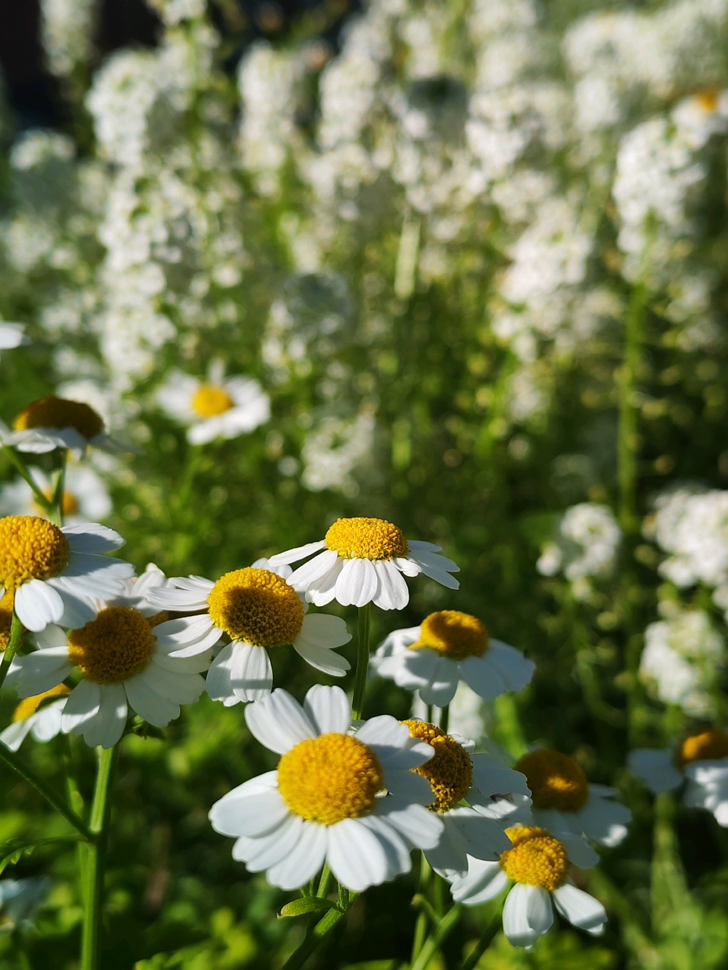 The image displays a close-up, eye-level view of a cluster of white and yellow daisies, with a soft, blurred background of more daisies and greenery. The foreground is dominated by several daisies, some in sharp focus, others slightly out of focus, showcasing their delicate white petals radiating from bright yellow centers. The lighting suggests a sunny day, with sunlight casting subtle shadows on the petals and highlighting the textured centers of the flowers. The overall impression is one of natural beauty and a peaceful outdoor setting. The image does not depict any people, actions, or interactions. The location is not specified within the image, and no information about Chaikovsky, Russia is present or implied by the visual content.