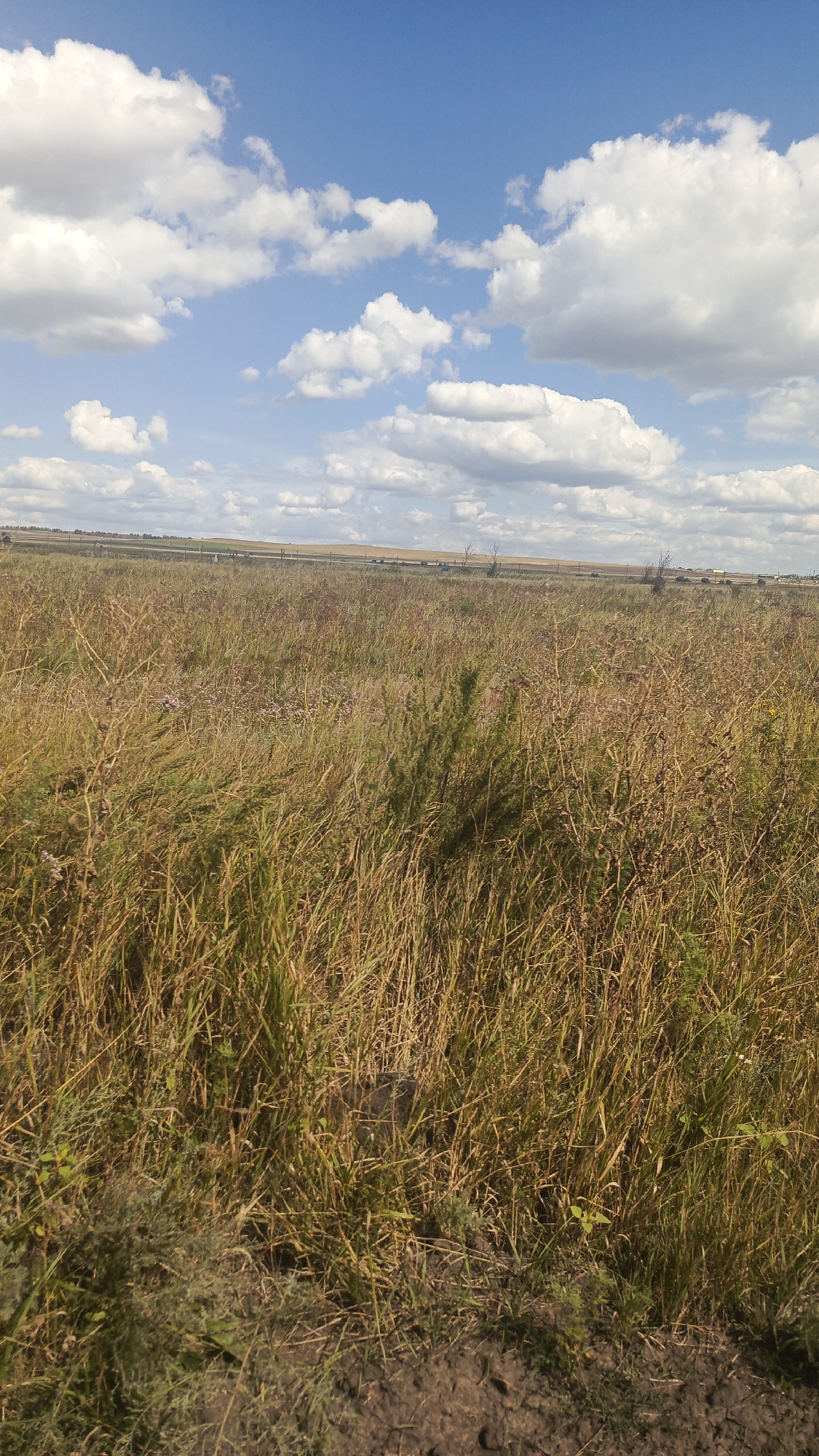 The image depicts an open, grassy field under a bright blue sky with scattered white clouds. The grass is dry and appears to be late summer or early autumn, with a mix of golden and green hues. In the distance, there is a flat horizon with some low vegetation or trees. A dirt path or road is visible in the foreground. The scene is a natural landscape, devoid of any buildings or significant human activity. It is not possible to determine the specific location within Карякино, Russia from the image alone.