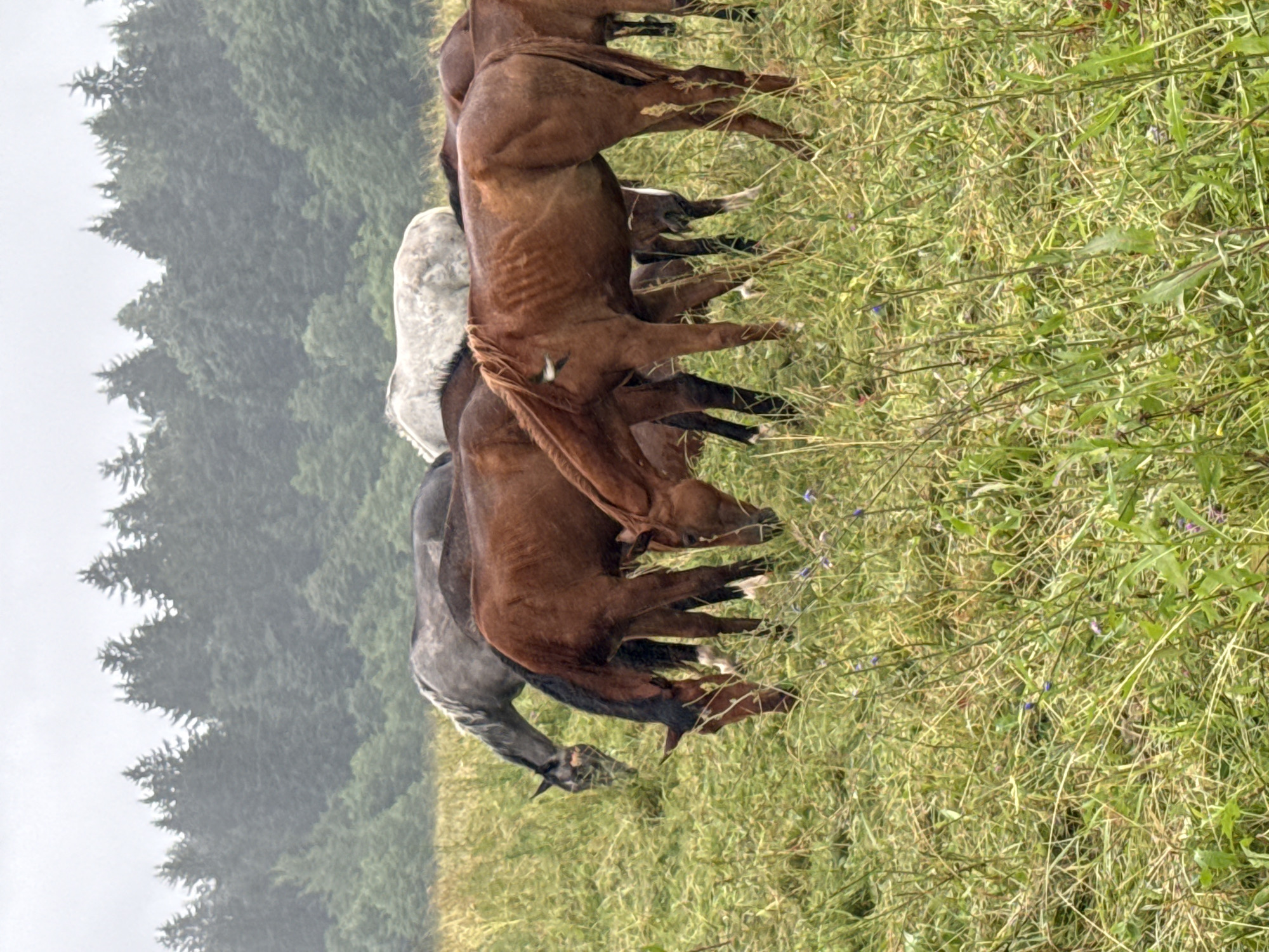 In Galinė, Lithuania, a herd of horses grazes in a lush green field. The sky is overcast, contributing to a slightly muted color palette. The horses are of varying colors, including brown, gray, and white, and are positioned throughout the frame. Some horses are captured in profile, while others are partially obscured by their companions. Their heads are lowered, focused on the grass. In the background, a dense forest of evergreen trees forms a dark, verdant line against the hazy sky. The foreground is dominated by tall, wild grass, interspersed with small wildflowers in shades of blue and purple, adding subtle pops of color to the scene. The overall impression is one of peaceful pastoral life in a natural setting.