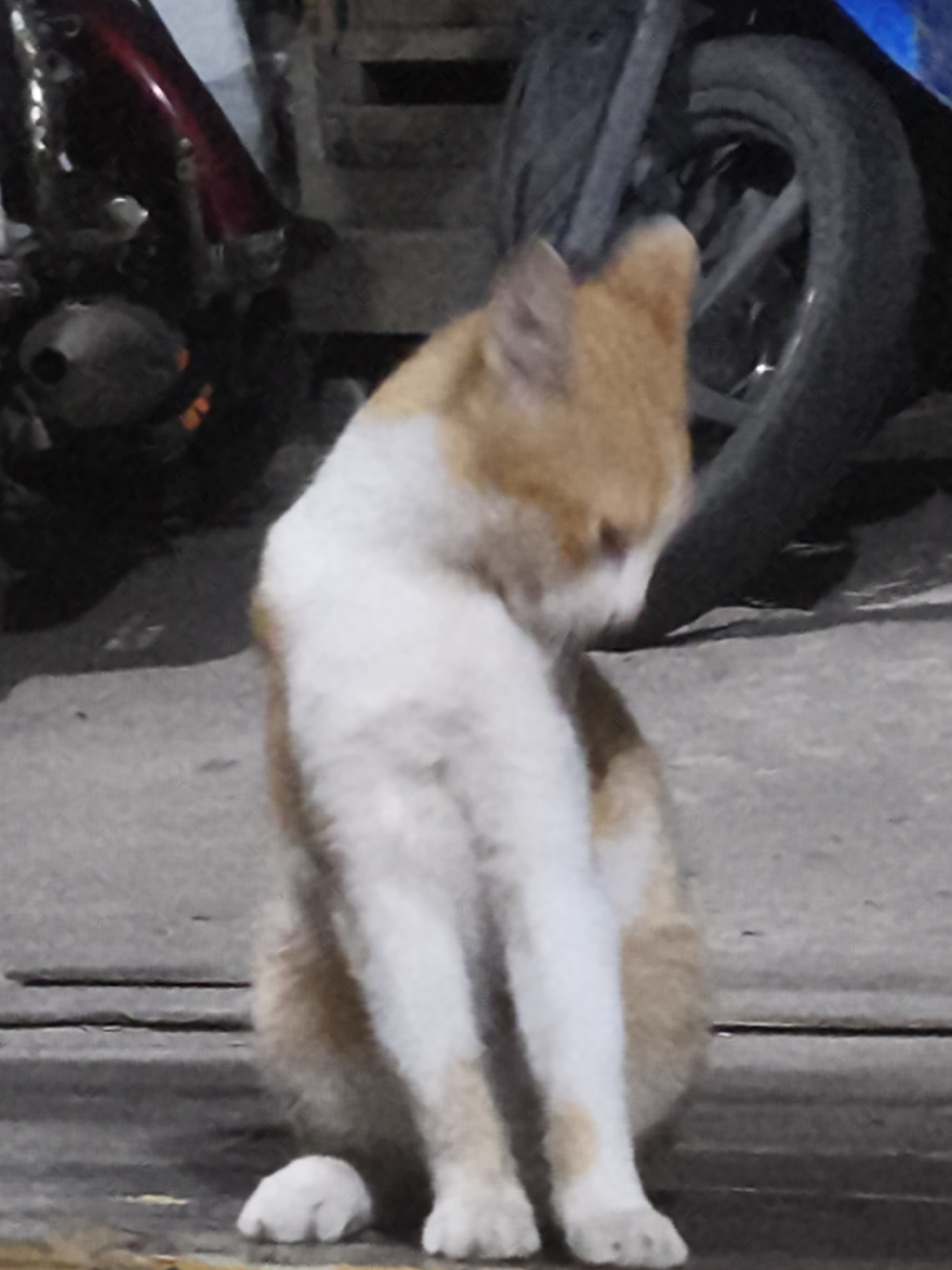 A ginger and white cat is sitting on a concrete surface in front of a motorcycle. The cat is looking down and to its right, with its head bent. The motorcycle is dark colored and partially visible, with its wheel in the foreground. The background is out of focus and appears to be a street or alleyway in Samarinda, Indonesia. The lighting suggests it is nighttime or a dimly lit area.