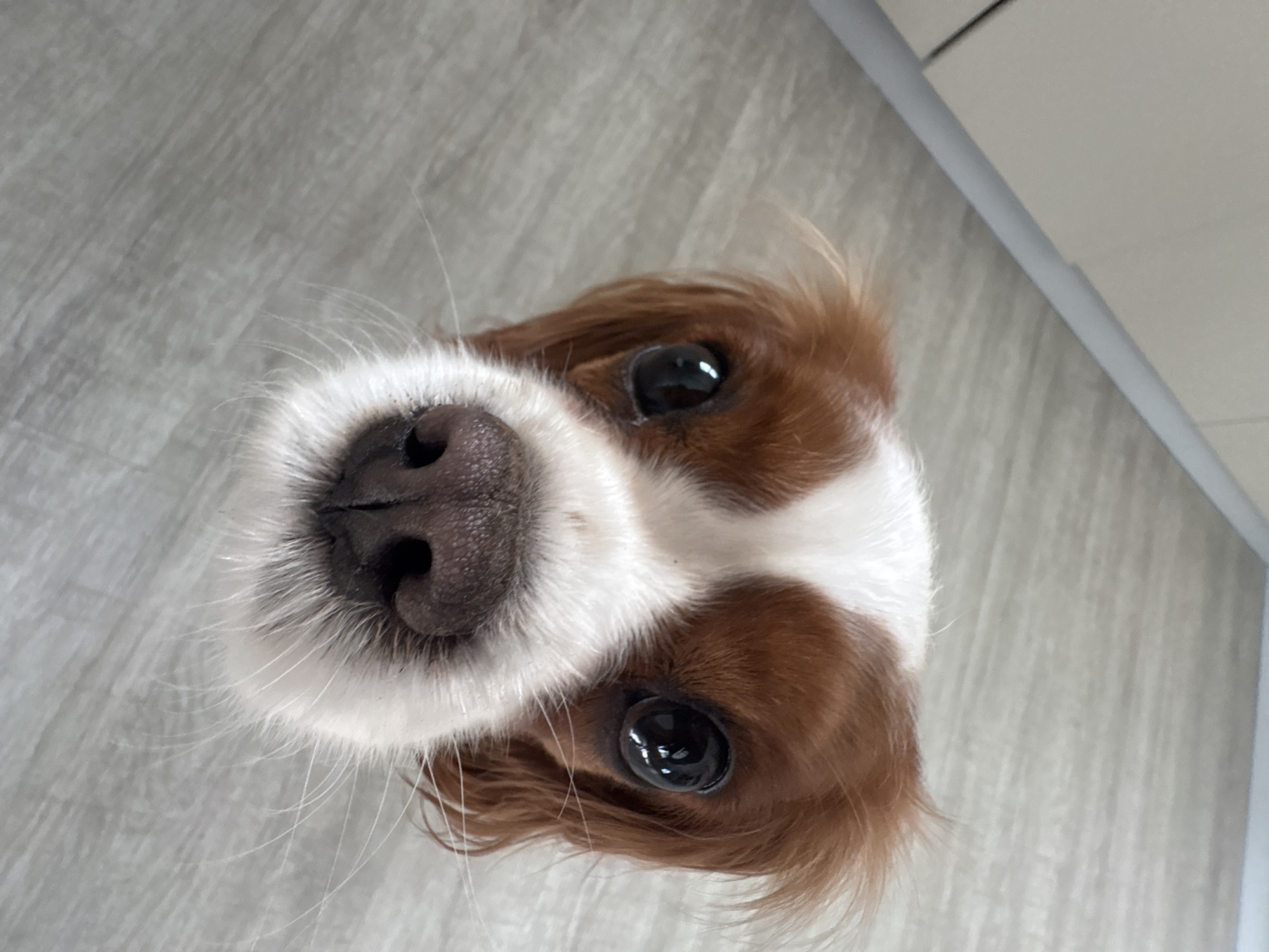The image shows a close-up, tilted view of a Cavalier King Charles Spaniel dog's face. The dog has brown and white fur with large, dark eyes and a prominent black nose. The background appears to be a light gray floor with a section of a white wall or trim visible in the upper right corner. The location is not identifiable as Прикамский, Russia from the image.