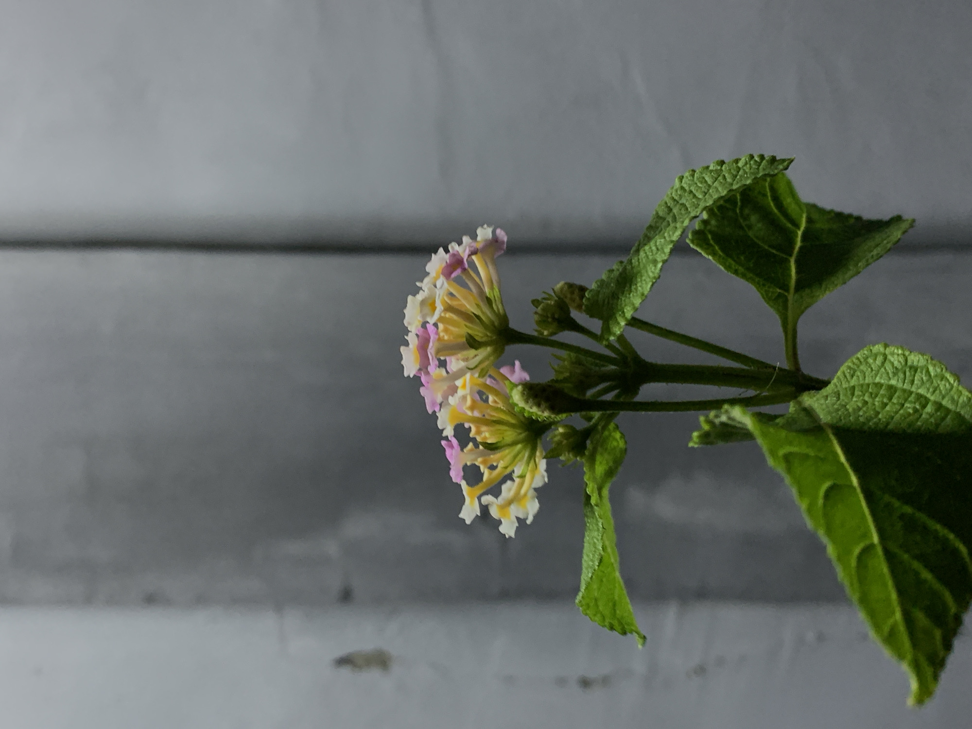 This close-up photograph features a flowering plant, likely a species of Lantana, set against a diffused, light grey background. The central subject is a cluster of small, multi-colored florets ranging from white and pale yellow at their core to soft pink and lavender towards the edges, indicating different stages of bloom. These vibrant flowers are supported by a green stem from which several broad, deep green leaves emerge. The leaves have a textured, somewhat crinkled appearance with clearly visible vein patterns. The background exhibits subtle horizontal lines, suggesting a wall or panel, and is softly out of focus, creating a shallow depth of field that emphasizes the plant. The lighting is even and soft, accentuating the natural details and colors of the plant without casting harsh shadows. There is no discernible human activity or visible text in the image. The setting appears to be a controlled indoor environment, rather than an expansive outdoor scene. This photograph was taken in Ibasa, Nigeria.
