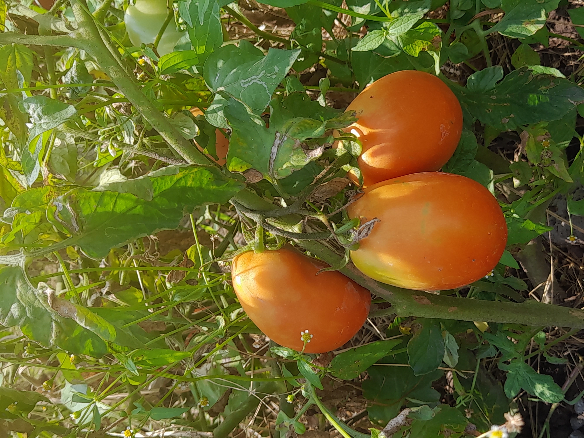 The image depicts a close-up view of a tomato plant bearing three ripe, orange-red tomatoes. The tomatoes are elongated and plump, growing on thick green stems surrounded by lush green leaves and smaller, white-and-yellow wildflowers. The background consists of more foliage and the ground, which appears to be covered with dry leaves and dark soil. The lighting suggests it is daytime, with sunlight filtering through the leaves, creating highlights and shadows. There are no people visible in the image. The scene is likely a garden or a field in Voskehat, Armenia, given the context.